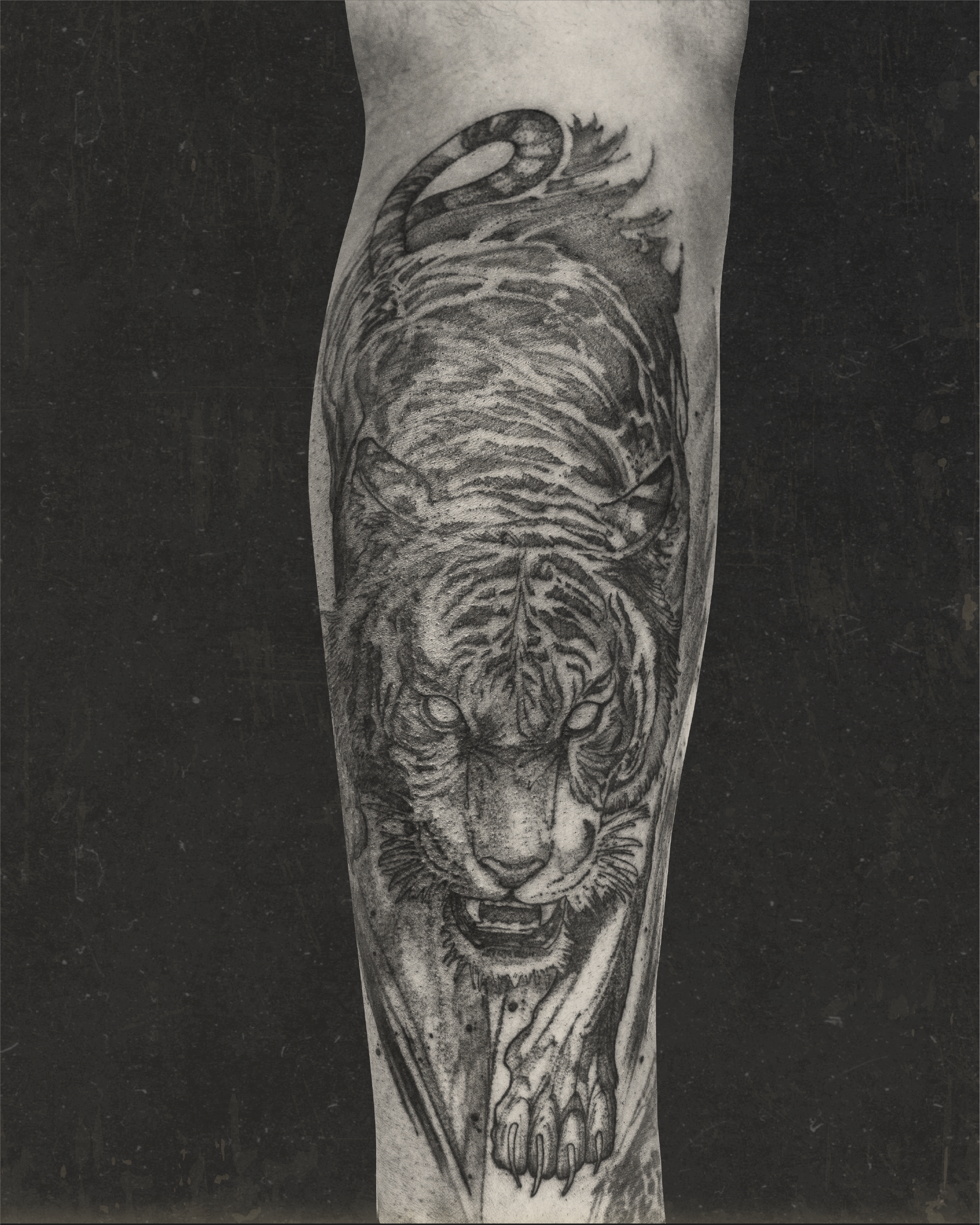 Black and grey roaring tiger tattoo on lower leg by Jay C Tattoo, Brighton and Hove tattoo artist, UK