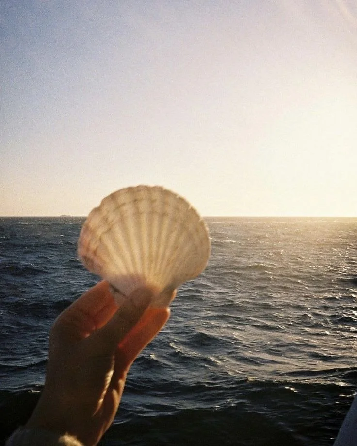 A hand holding a seashell in front of the ocean during sunset or sunrise.