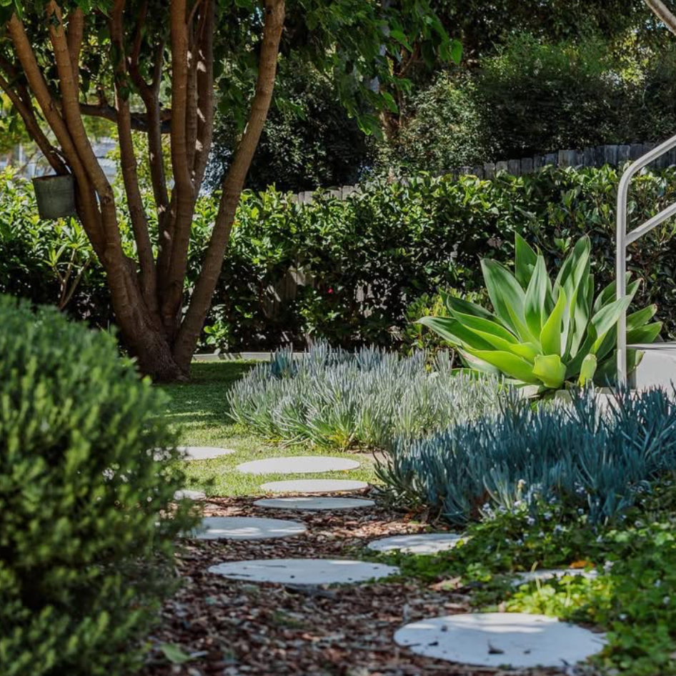 A garden pathway with stepping stones, surrounded by various green plants and bushes, with a large tree and nearby fence in the background.