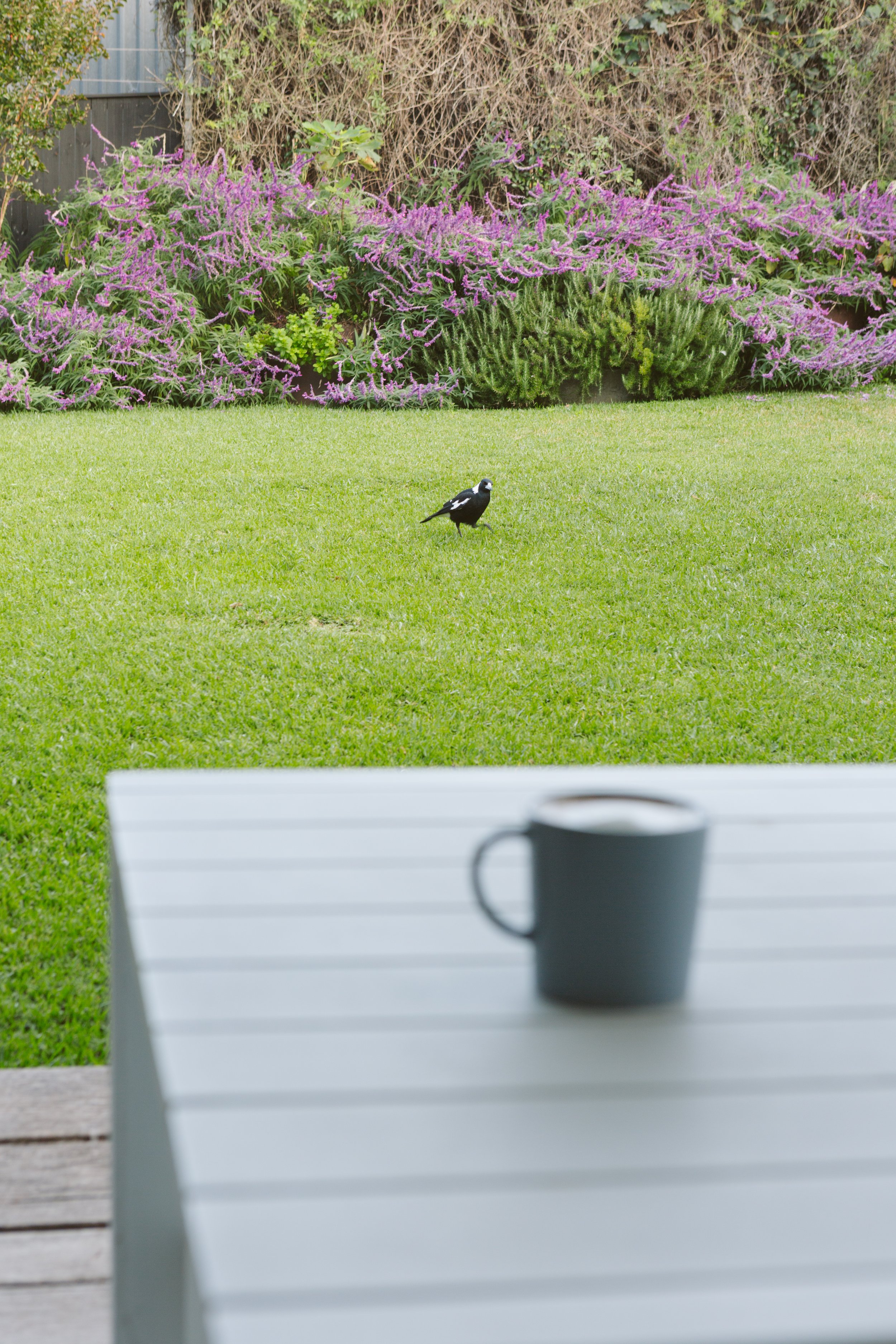 A black and white bird standing on a lush green lawn in a backyard garden, with a table and a mug in the foreground and a garden with purple flowering plants and greenery in the background.