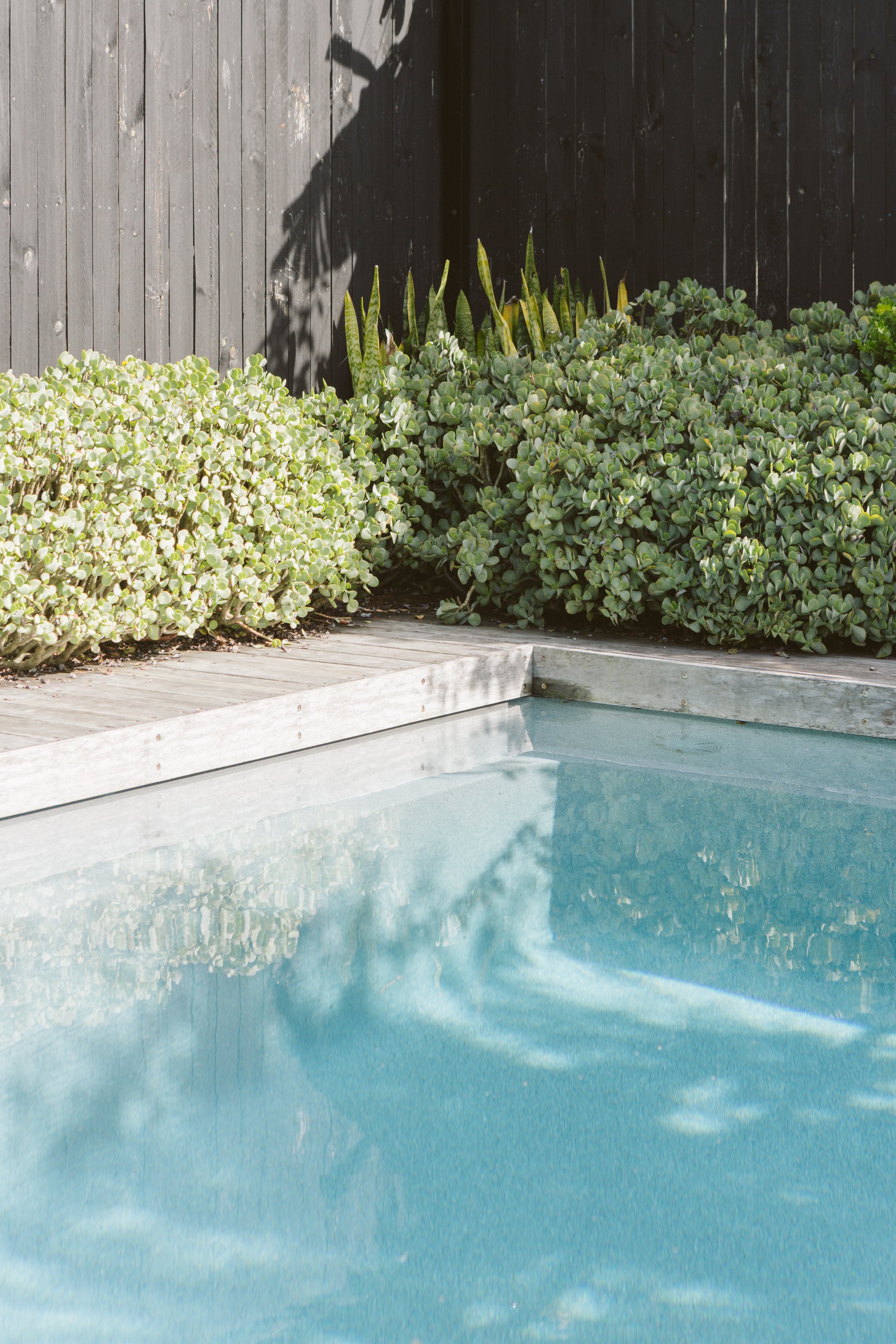A swimming pool with clear water, bordered by wooden decking and lush green plants, with a black wooden fence in the background.
