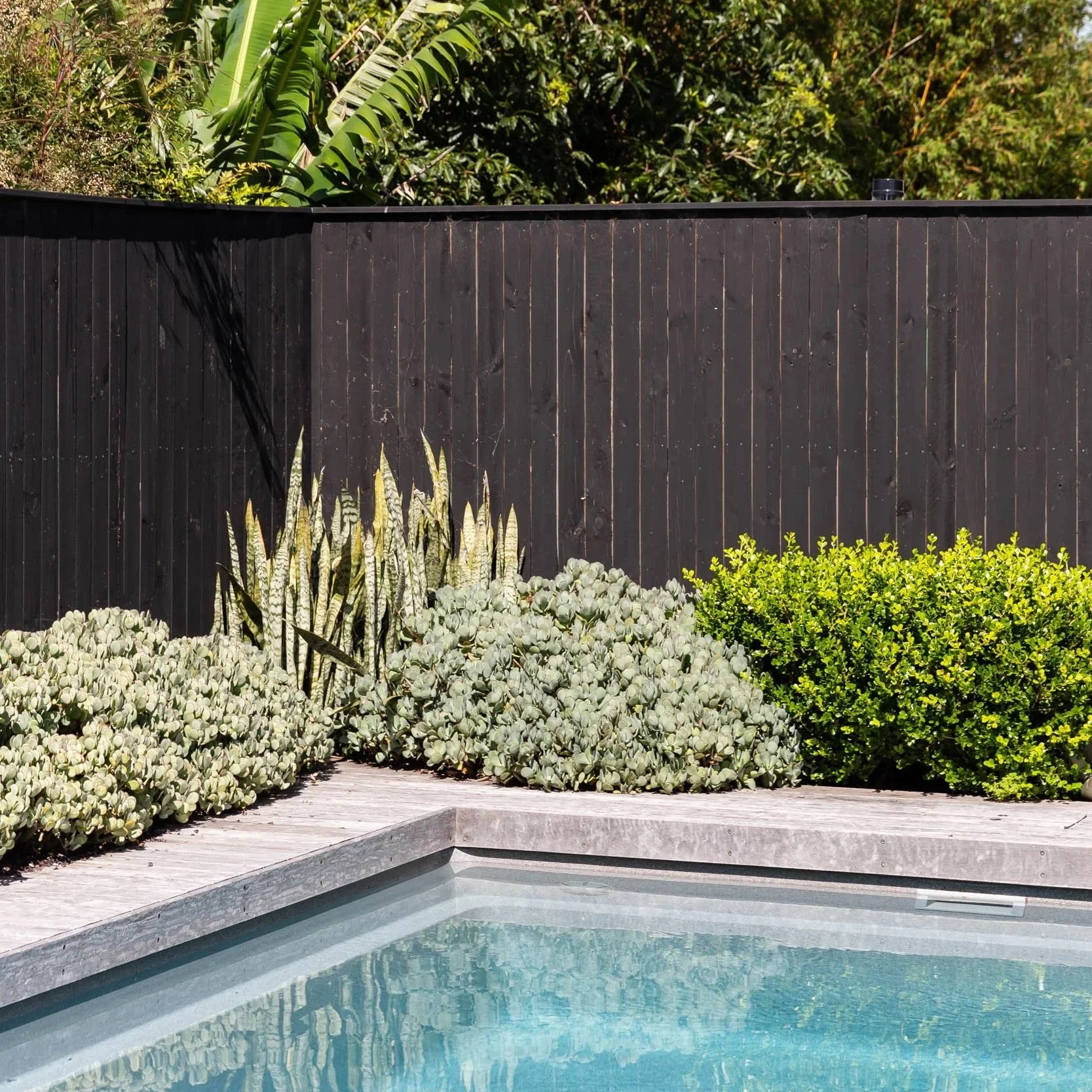 Residential backyard with a swimming pool, a wooden fence, and various plants including tall leafy plants and green bushes.