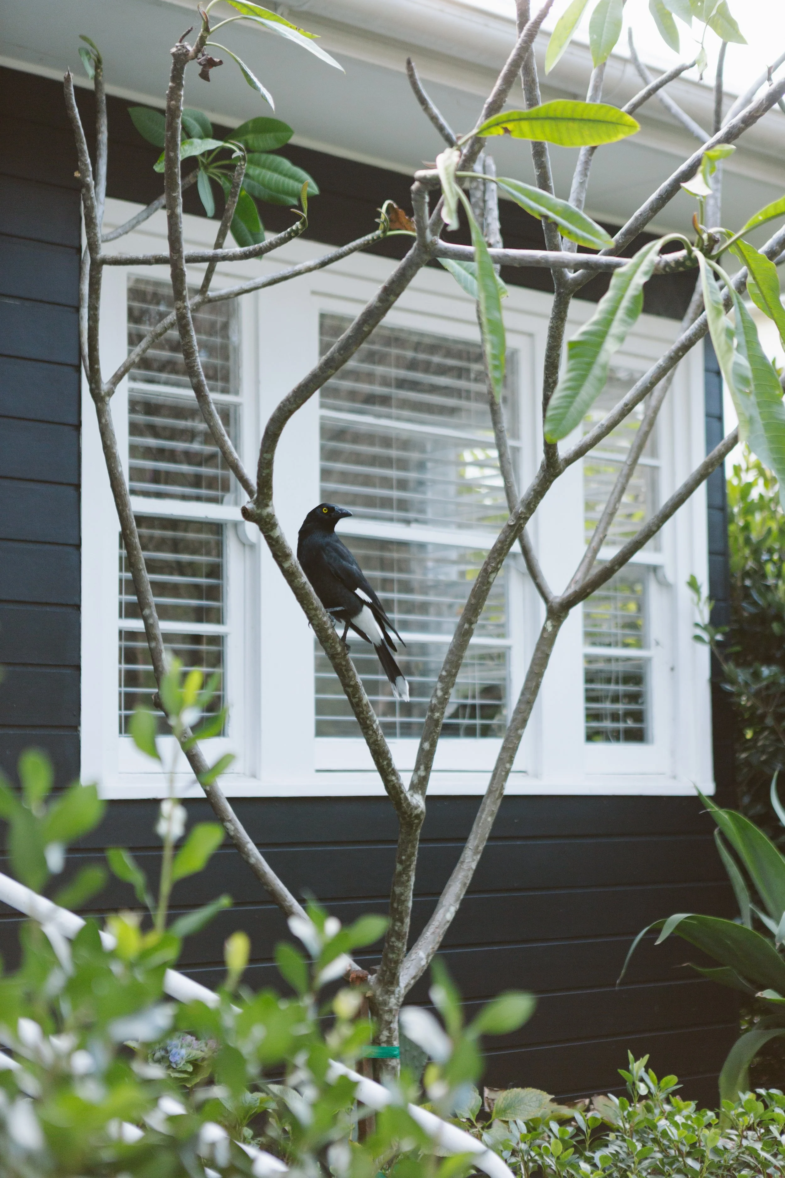 A black bird perched on a tree branch in front of a house with white-framed windows and dark siding.