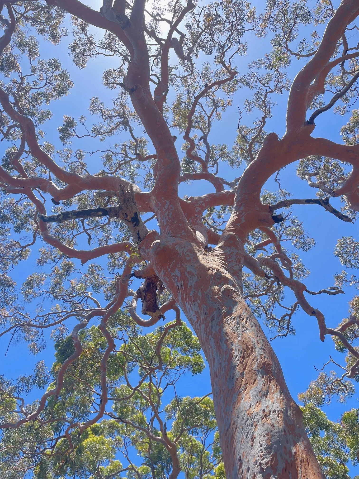 Looking up at a tall eucalyptus tree with peeling bark and twisting branches against a blue sky.