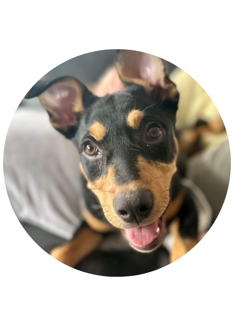 A close-up of a happy black and tan puppy, possibly a German Shepherd mix, with large ears and a playful expression.