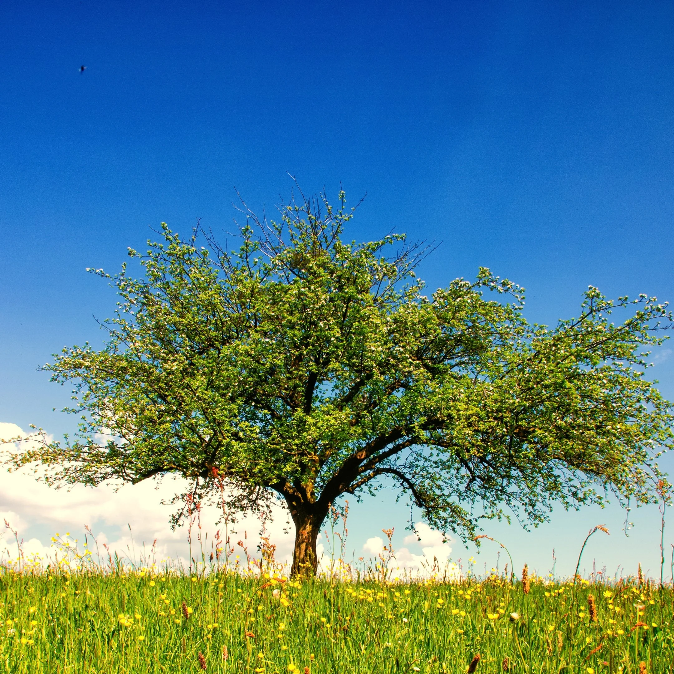 Baum in weiter Landschaft als Symbol für innere Stabilität, Klarheit und authentische Führung