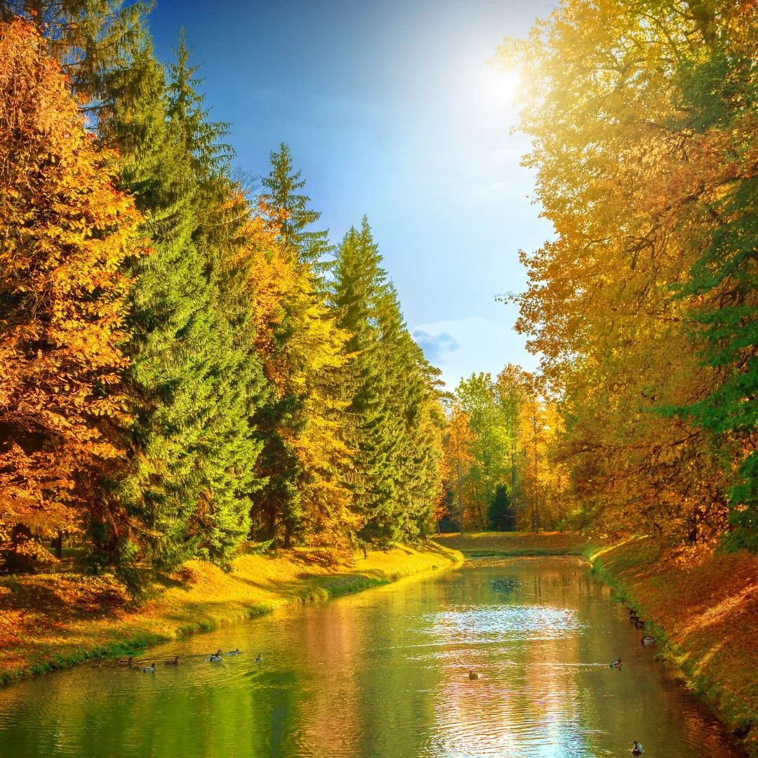 Ein herbstlicher Waldweg mit leuchtenden Farben – Symbol für den Wandel der Natur und die Erinnerung, dass auch wir uns stetig verändern dürfen.