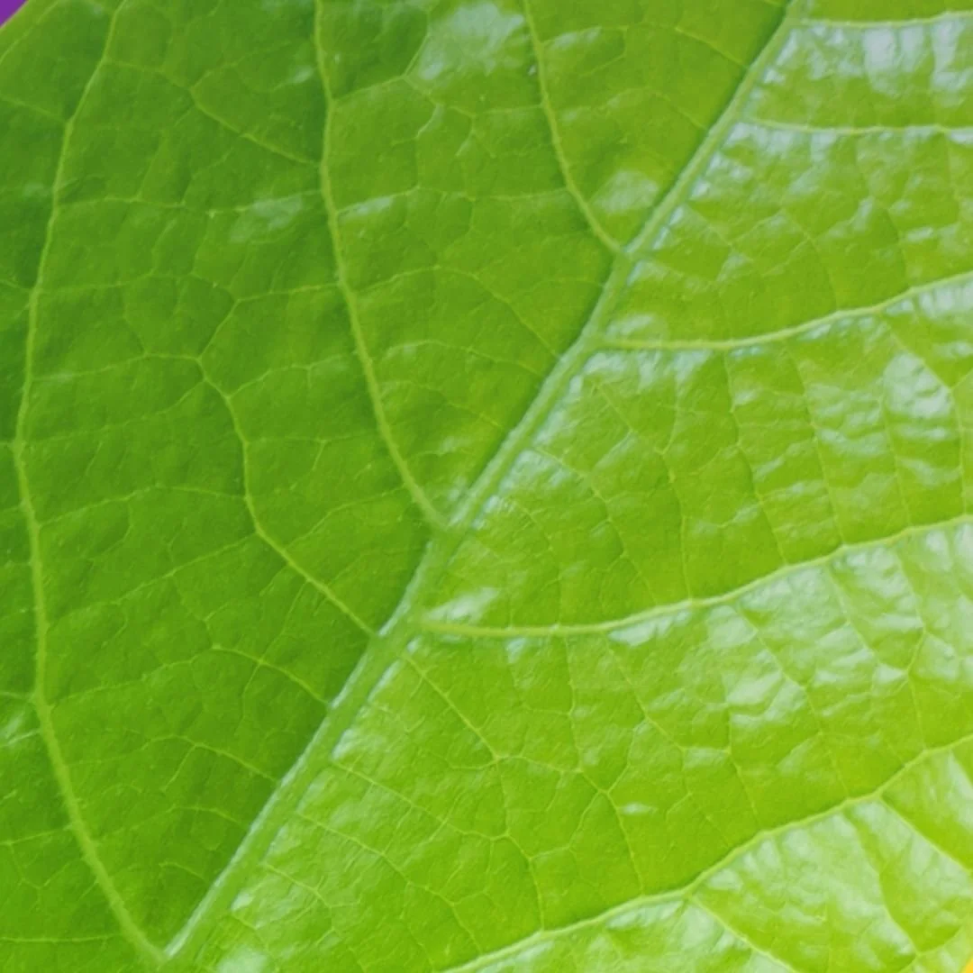 Blatt als Symbol für Struktur, Vitalität und bewusstes Leben