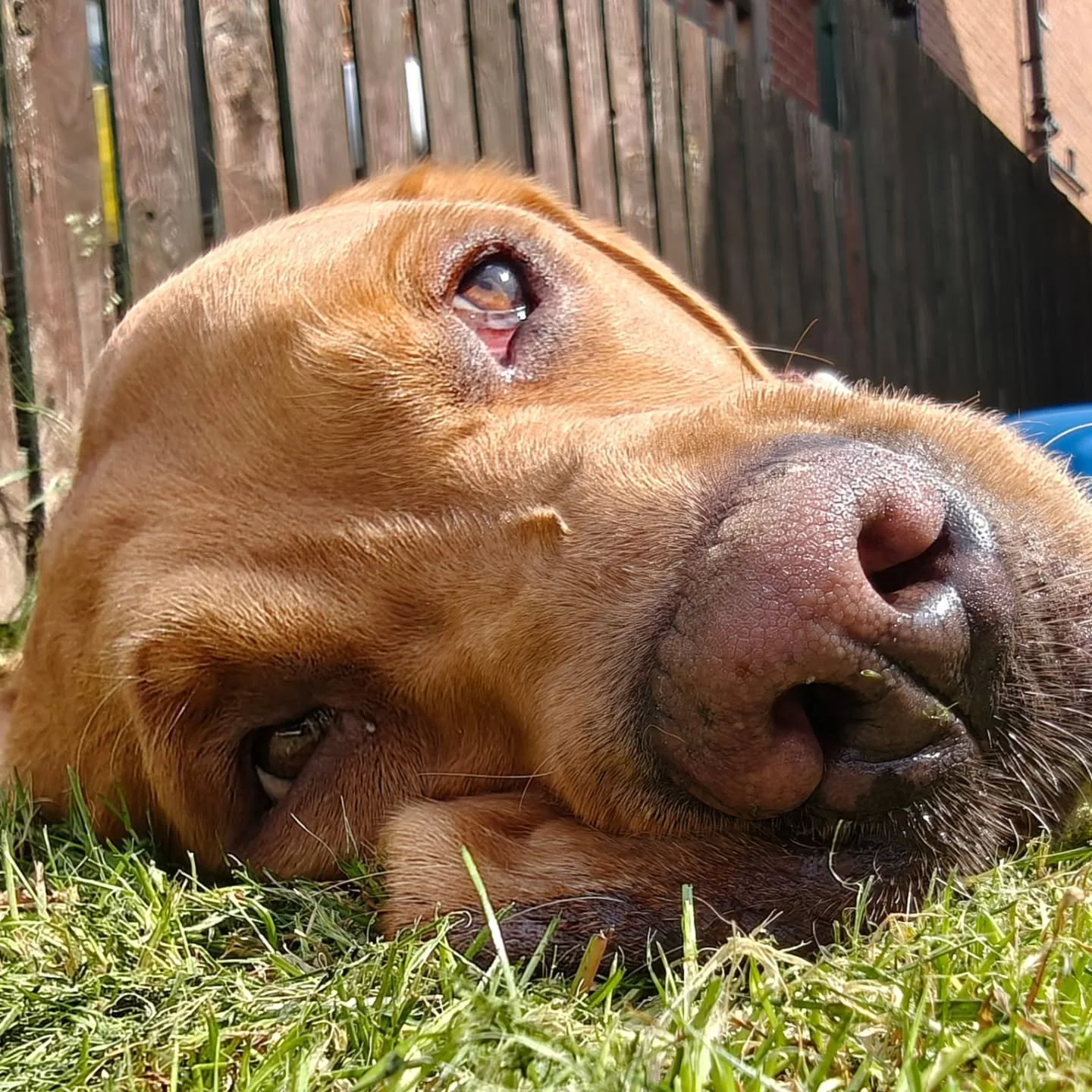 This is Bert isn't he just so handsome and I bloody love him... 

So turns out he has cancer and as a result of this the vet has removed his cancerous shoulder/ leg ( hes recoving markably well ) 

So my time in the studio will be reduced as we help 