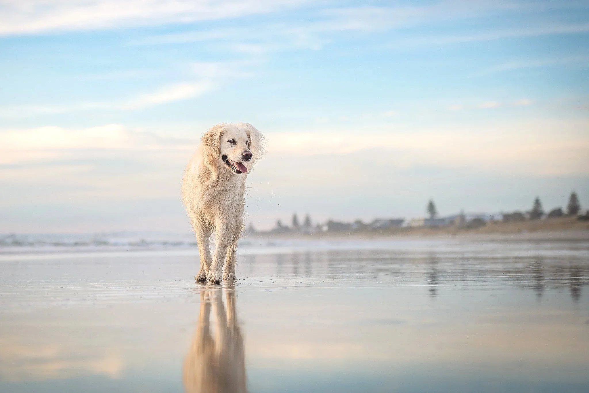 A golden retriever walking on the wet sand of a beach near the ocean under a partly cloudy sky.