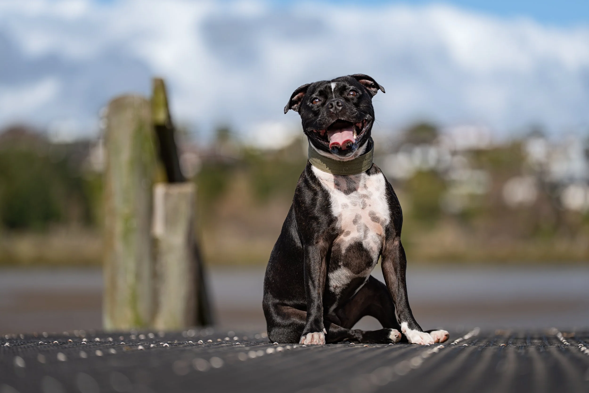 A happy black and white dog sitting outdoors on a dock, with a cloudy sky and distant trees in the background. Tauranga
