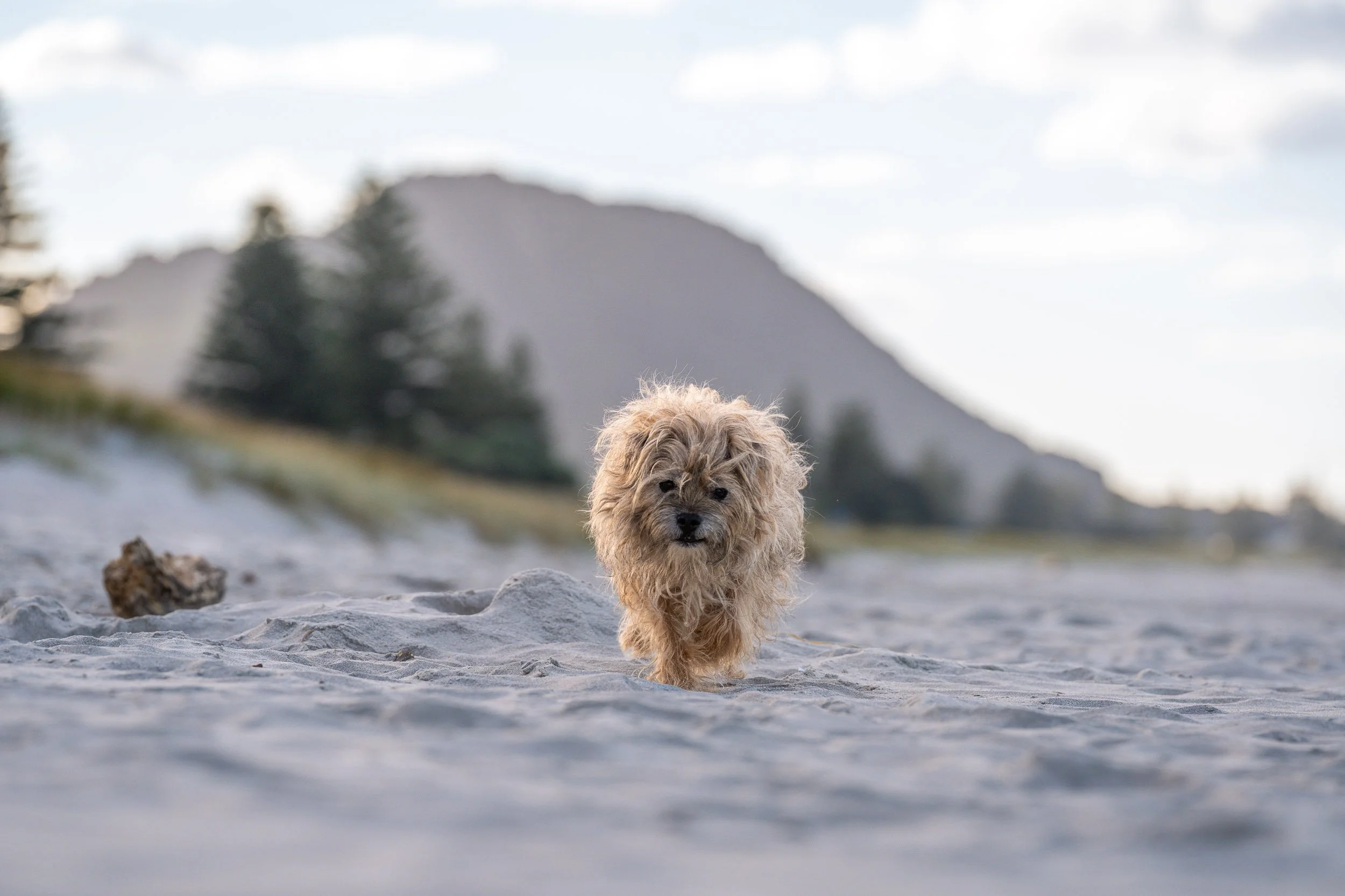 A small, curly-haired dog walking on a sandy beach with a mountain and trees in the background.