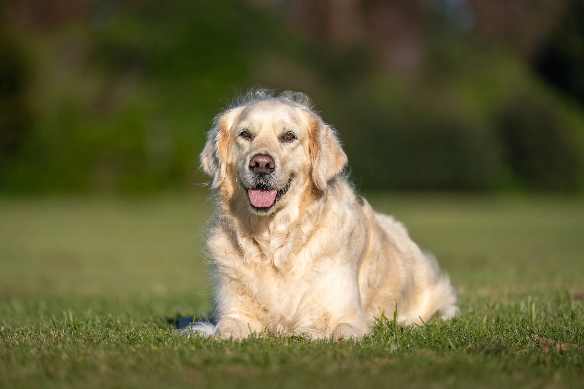 A golden retriever dog lying on the grass with a blurred outdoor background.