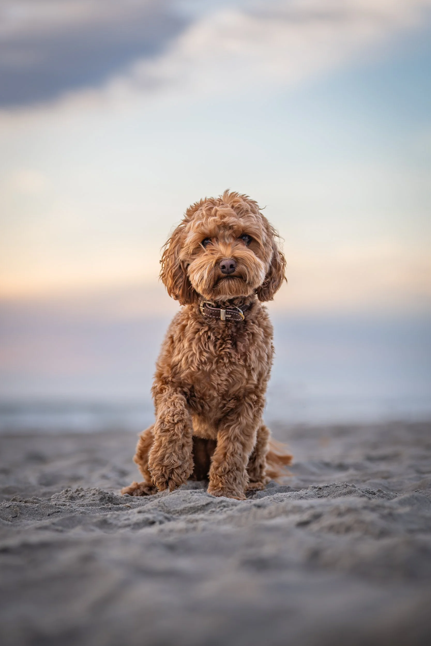 A cute brown curly-haired dog sitting on a sandy beach with the ocean and sky in the background during sunset.