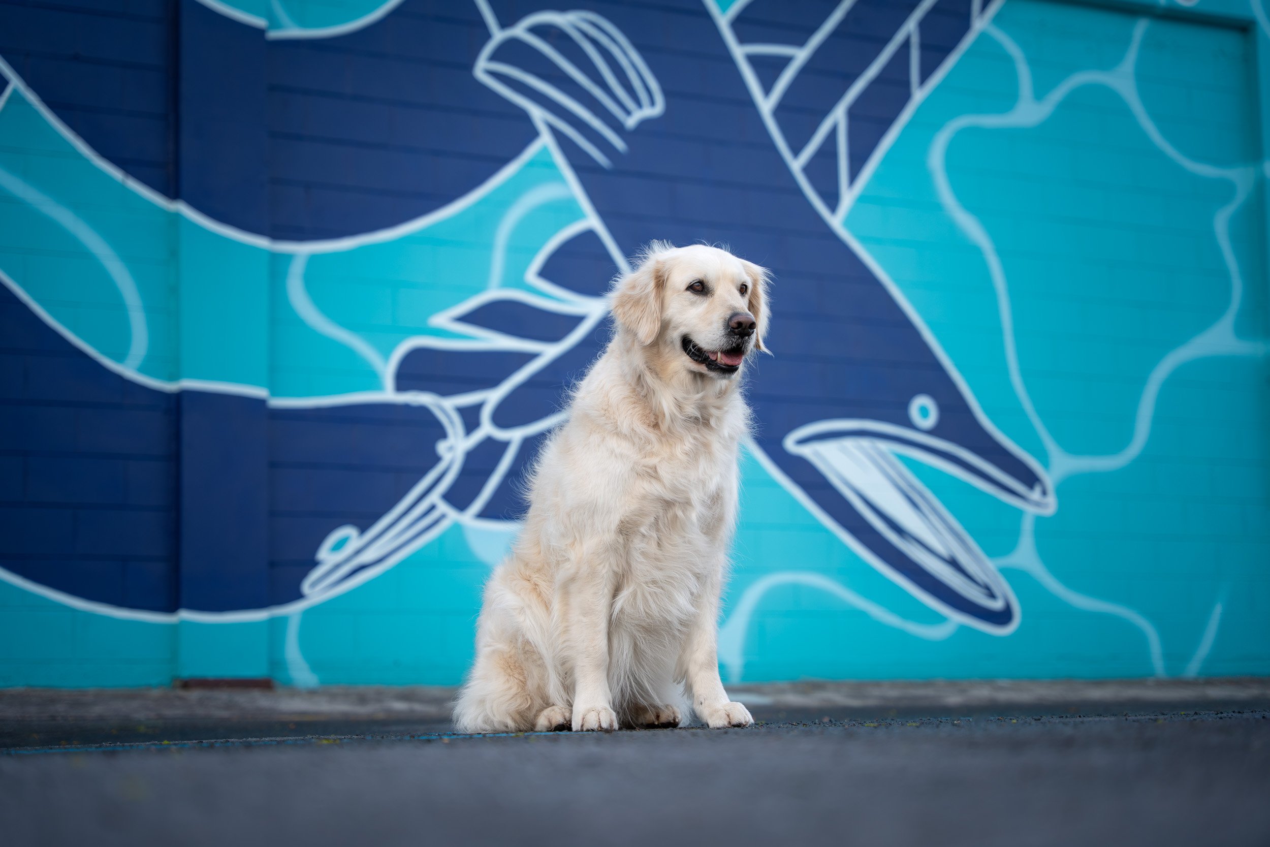 A light-colored, long-haired dog sitting on a paved surface in front of a vibrant, blue wall with saltwater fish artwork.