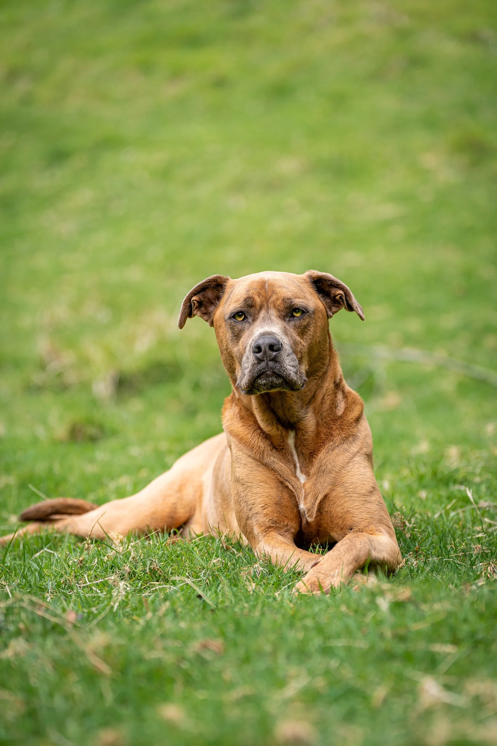 A large brown dog lying on the grass in a grassy outdoor area, looking directly at the camera with a calm expression.