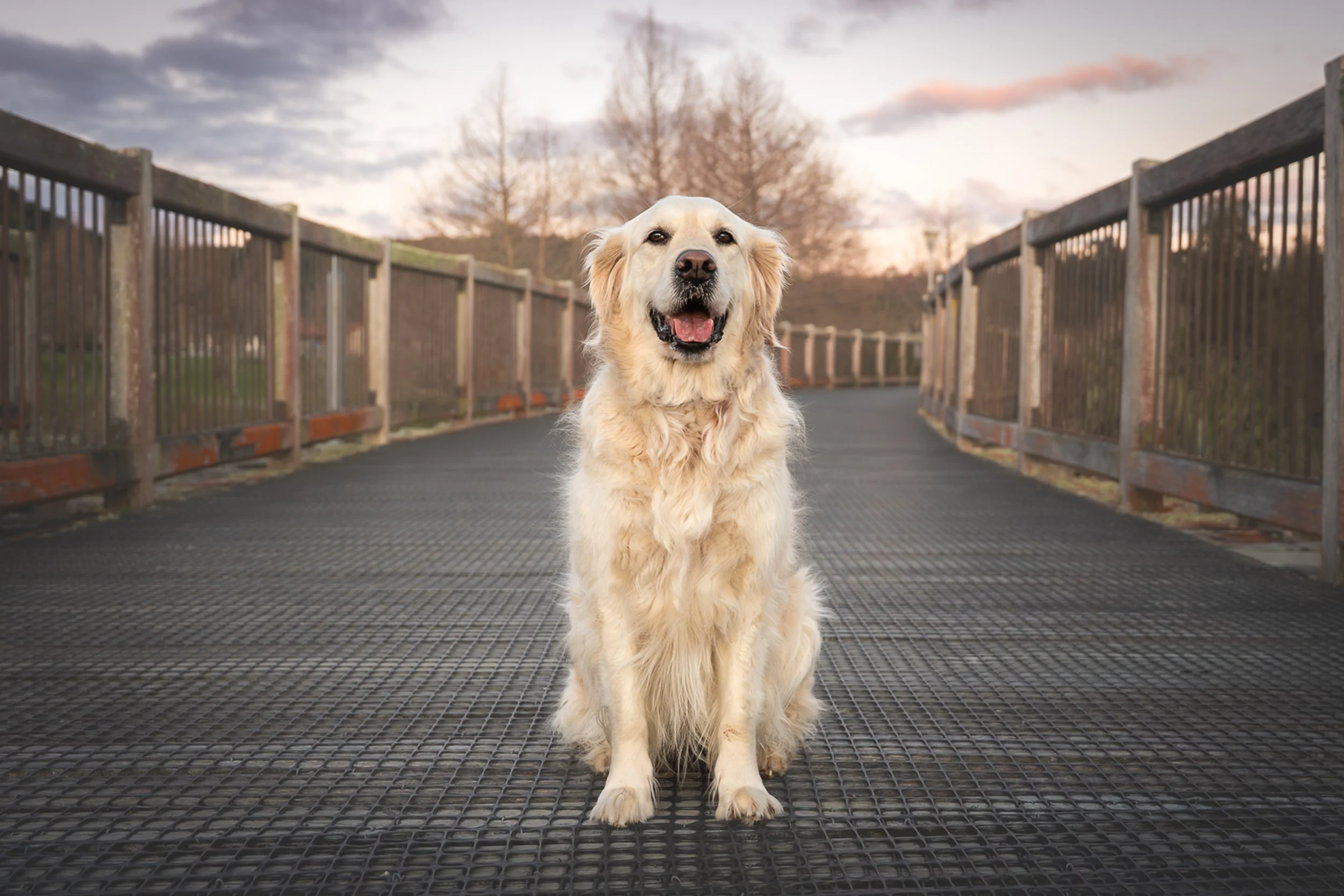 A happy golden retriever dog sitting on a bridge at sunset. The lakes