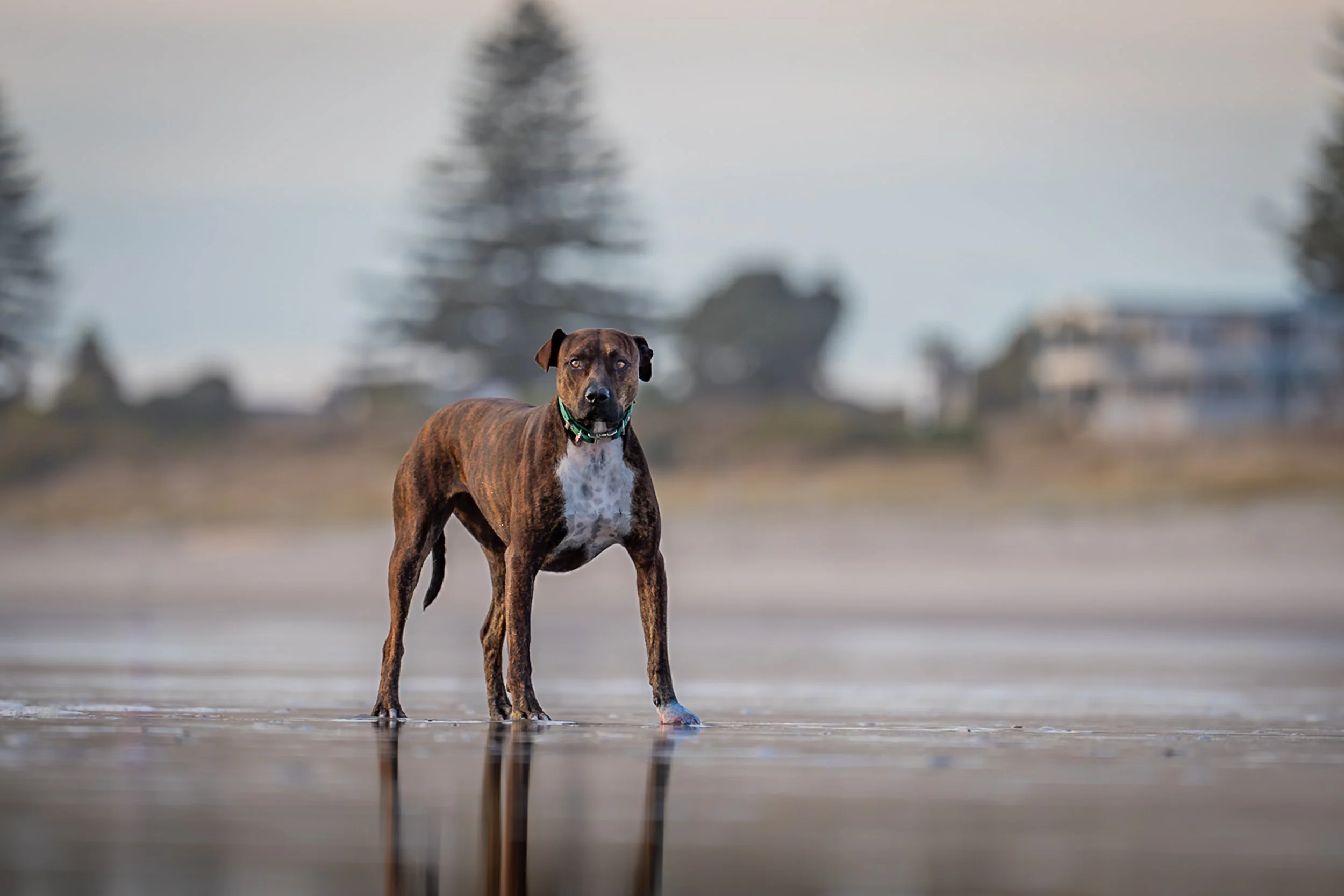 A brown and white dog standing on a wet sandy beach with blurred trees and buildings in the background.