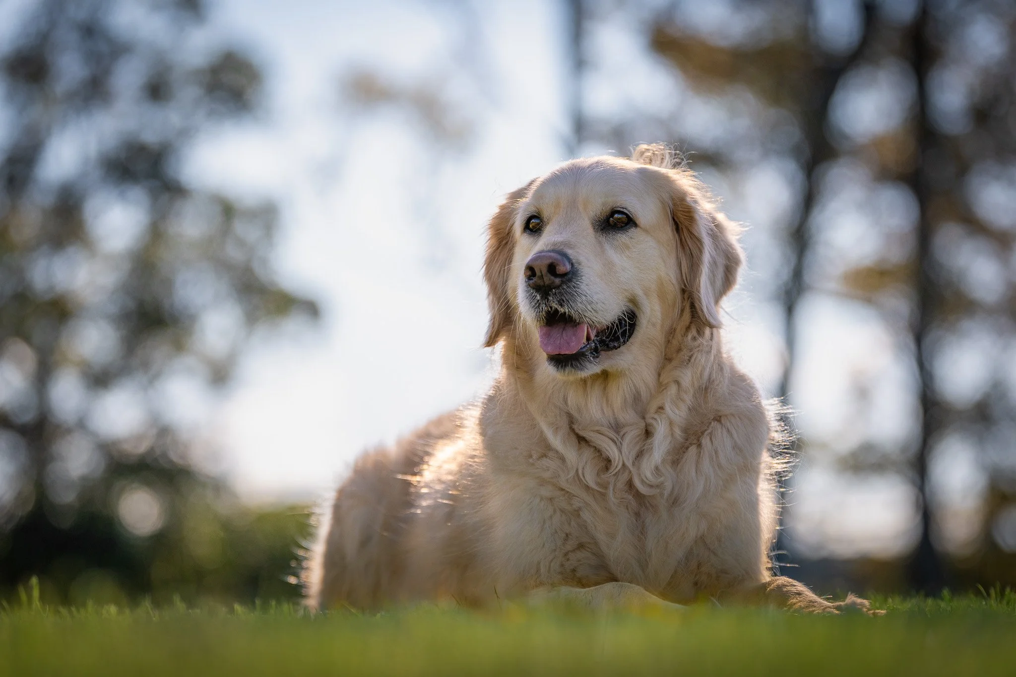 A golden retriever dog lying on grass outdoors with trees in the background on a bright day.