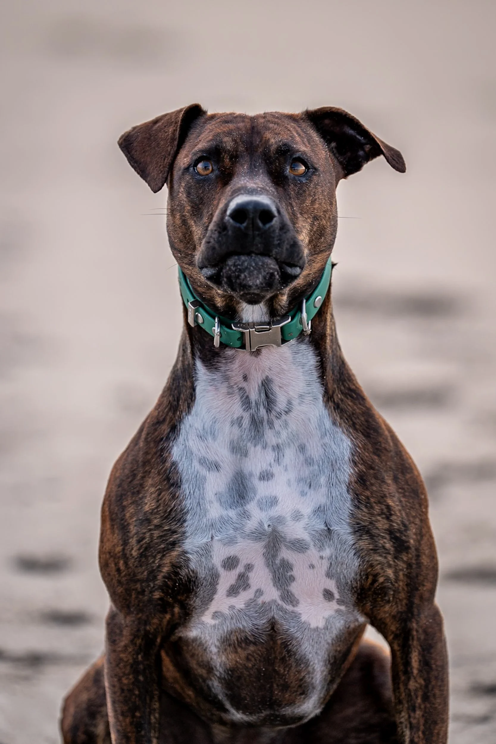 A brindle-coated dog with a white chest sitting outdoors, looking directly at the camera, wearing a green collar.