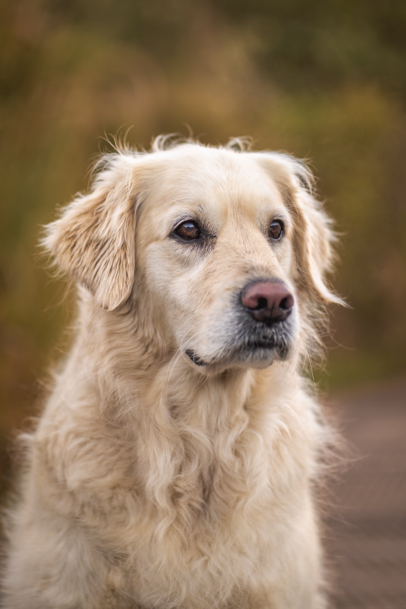 A close-up of a golden retriever dog outdoors with a blurred background.