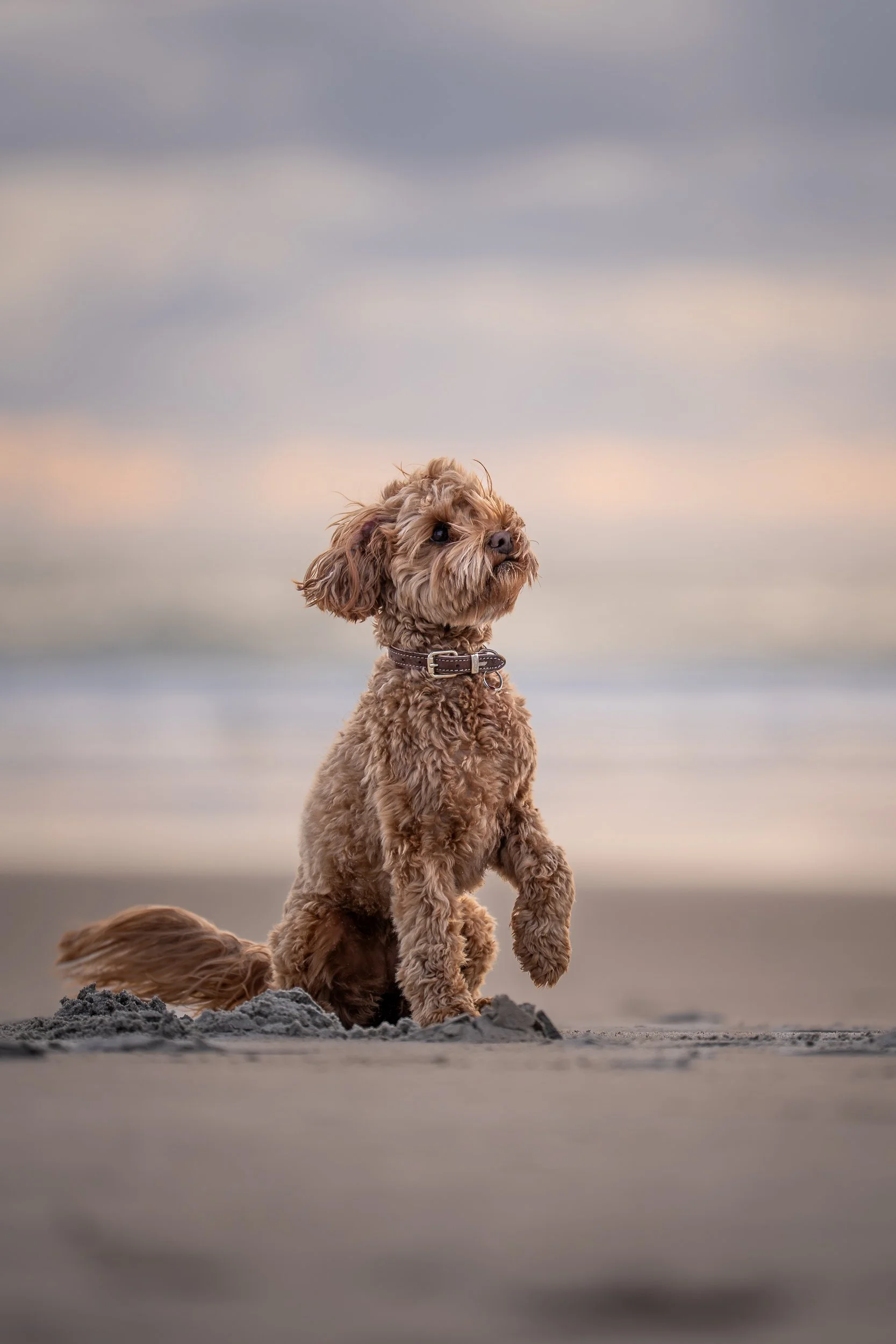A small brown curly-haired dog sitting on a sandy beach with cloudy sky in the background.