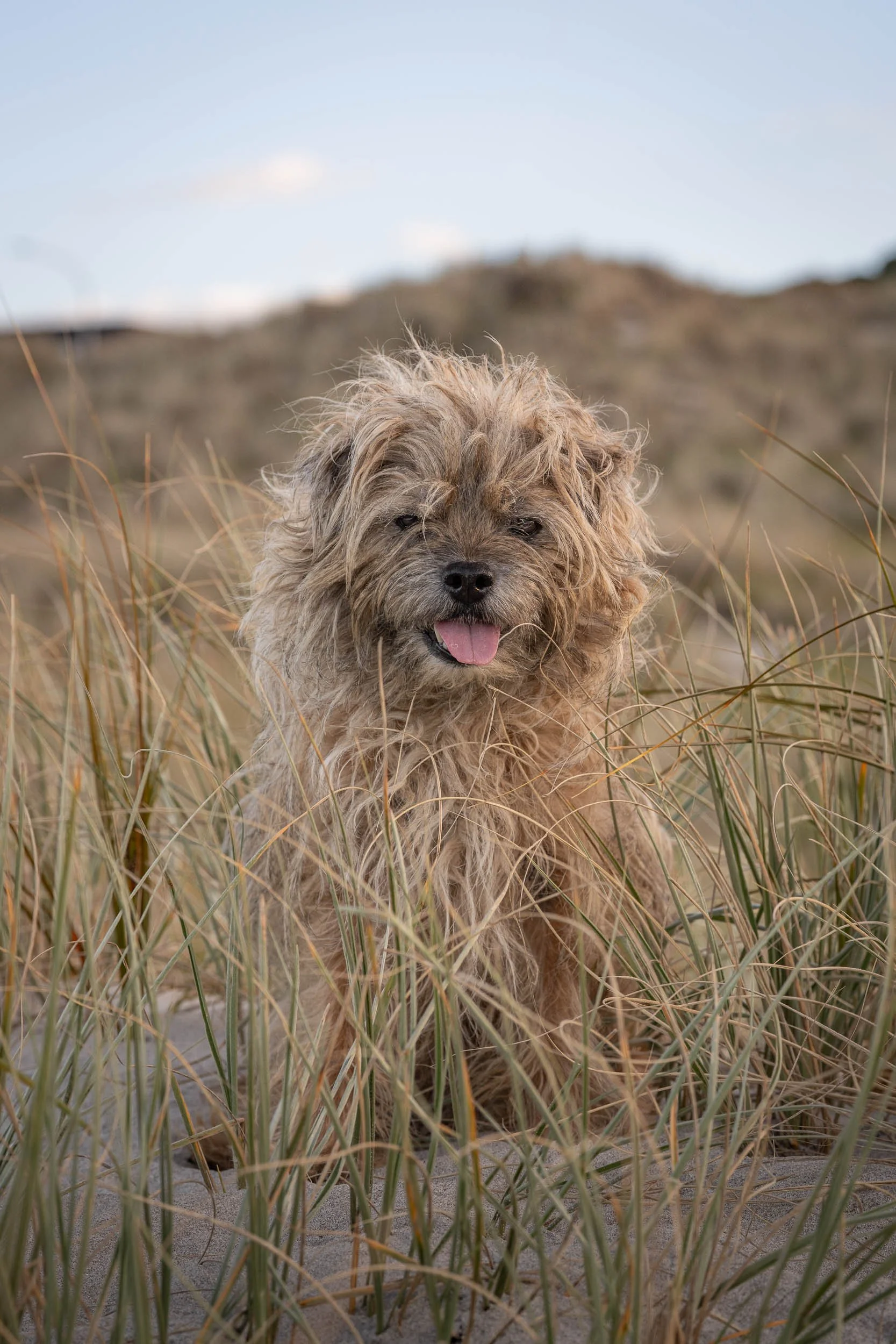 A fluffy, scruffy dog with tan and beige fur, sitting in tall grass on a sandy landscape, with a hill and blue sky in the background.