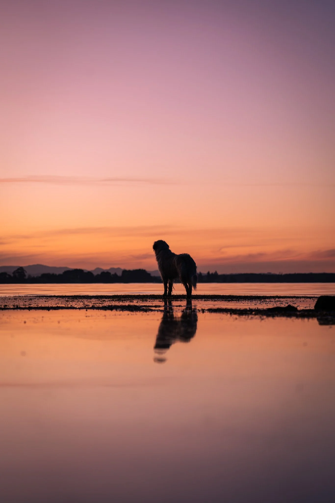 Dog standing in water during sunset, with reflection and colorful sky. silhouette