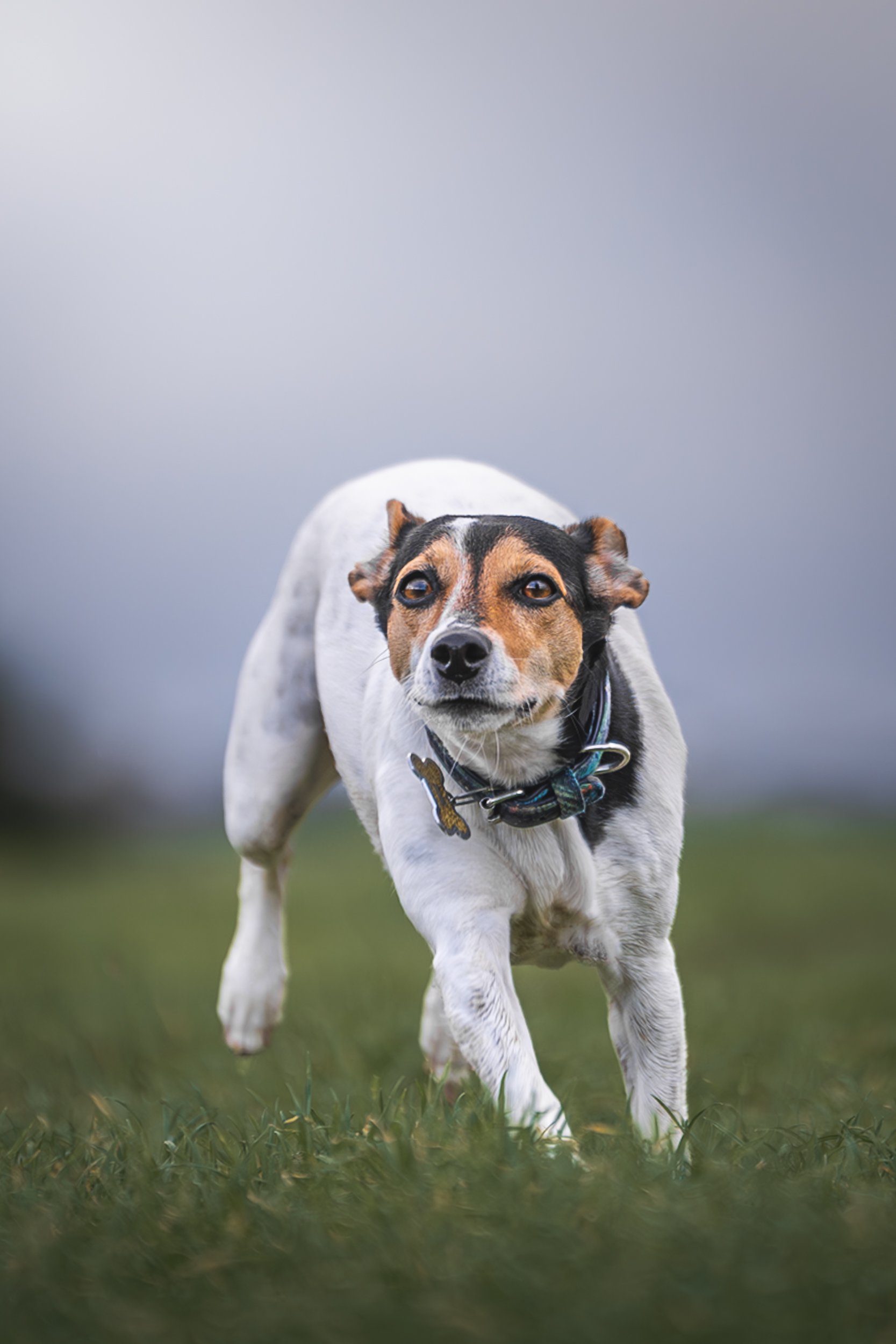 A small, white and brown dog walking on grass with a cloudy sky in the background.