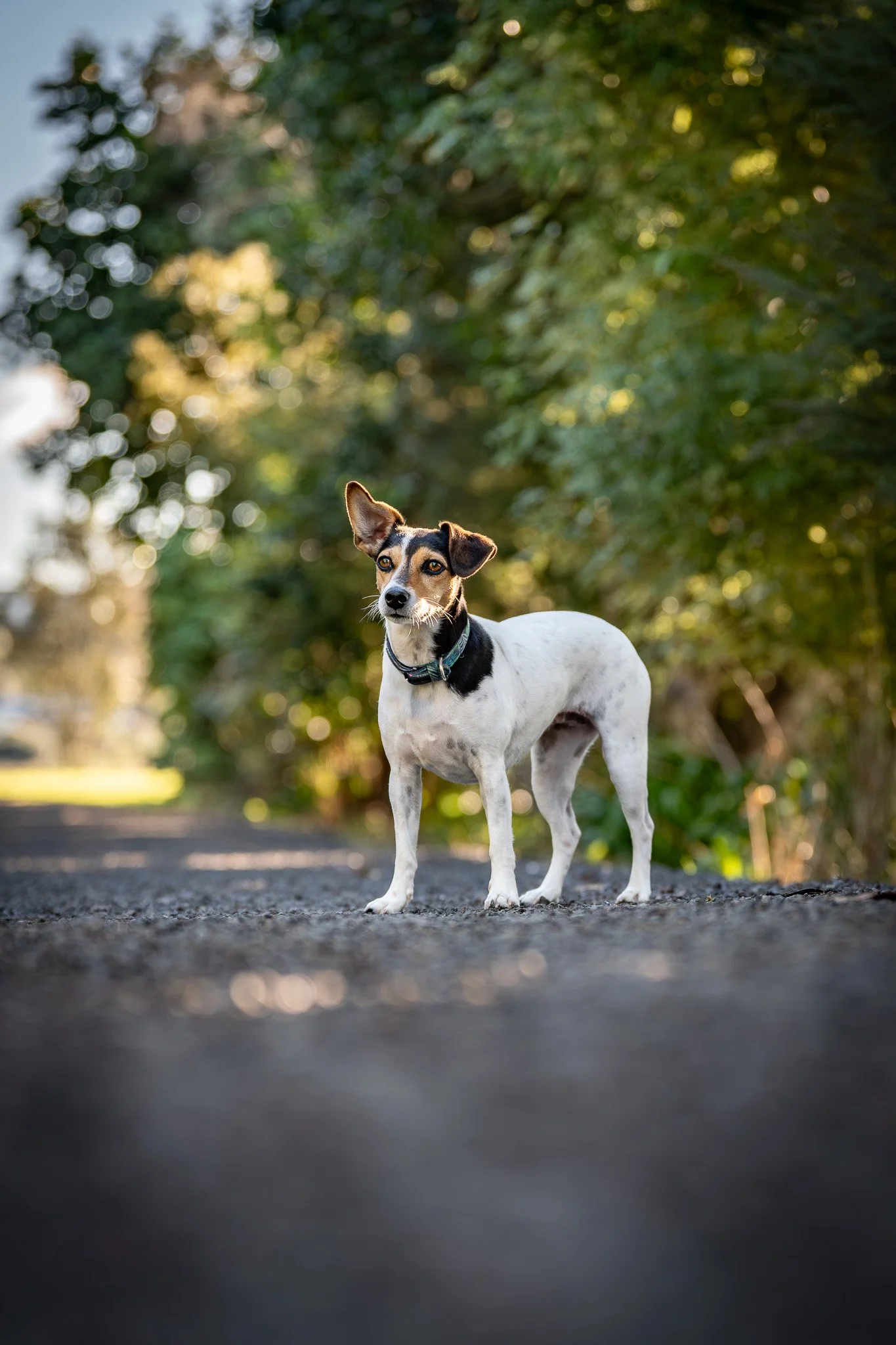 Small mixed breed dog with white and black fur standing outdoors on a gravel path, surrounded by green trees with sunlight filtering through the leaves.