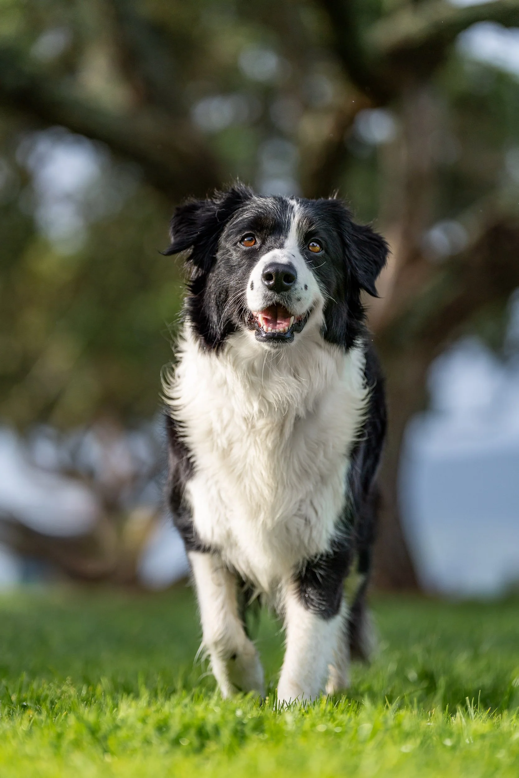 Border collie dog walking on grass with blurred trees in background.