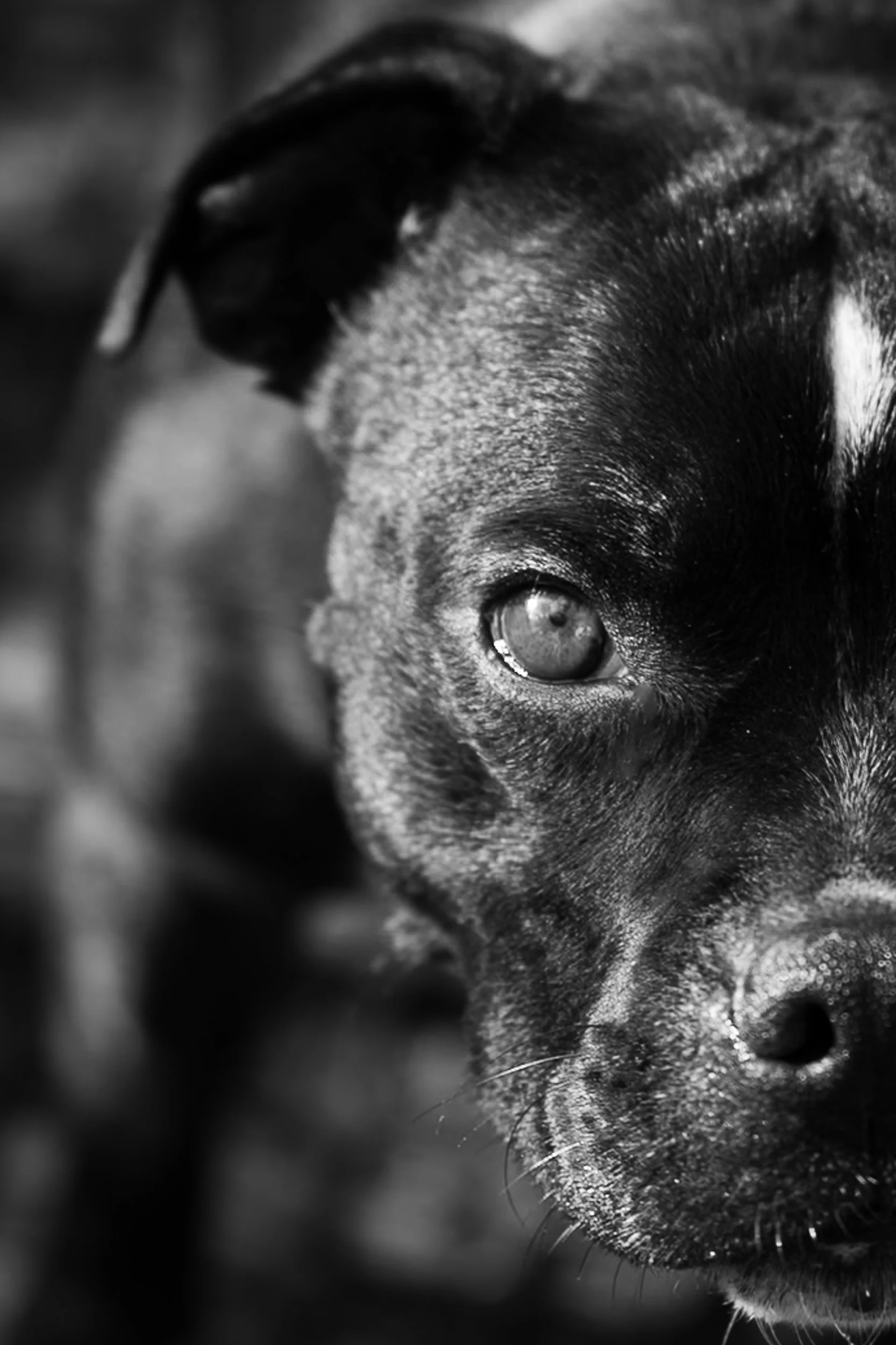 Close-up black and white photo of a dog with one eye visible, showing detailed fur and facial features.