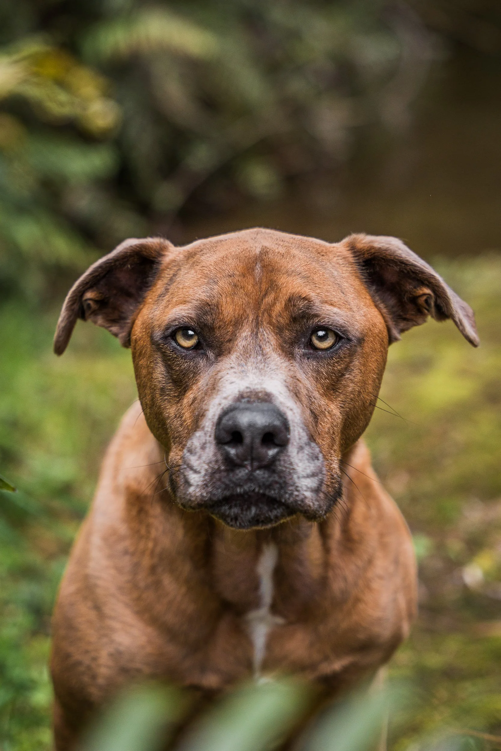 Close-up of a brown dog with a serious expression, outdoors with green foliage in the background.