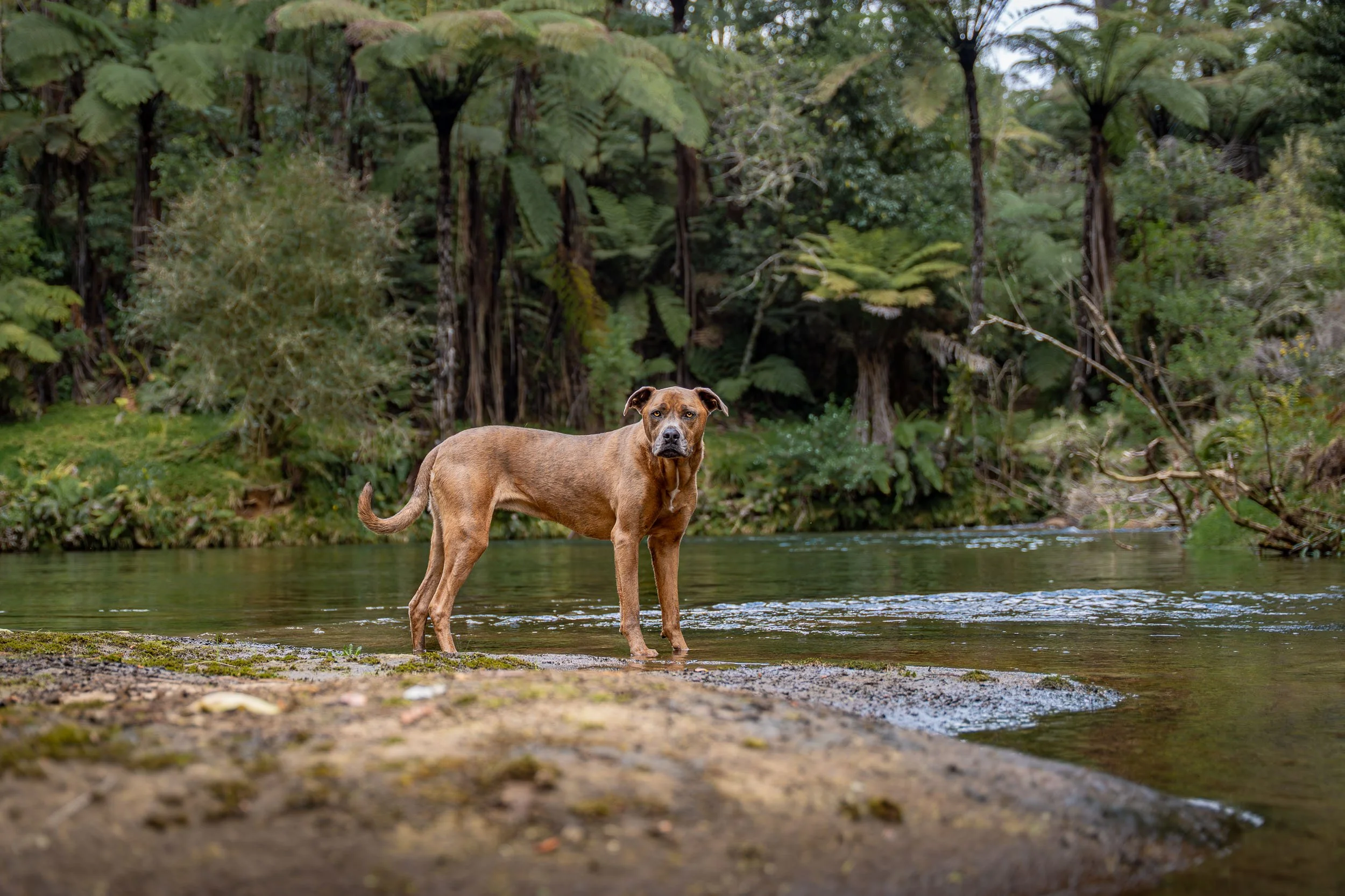 A brown dog standing in a shallow river near a forested area with tall trees and dense foliage.