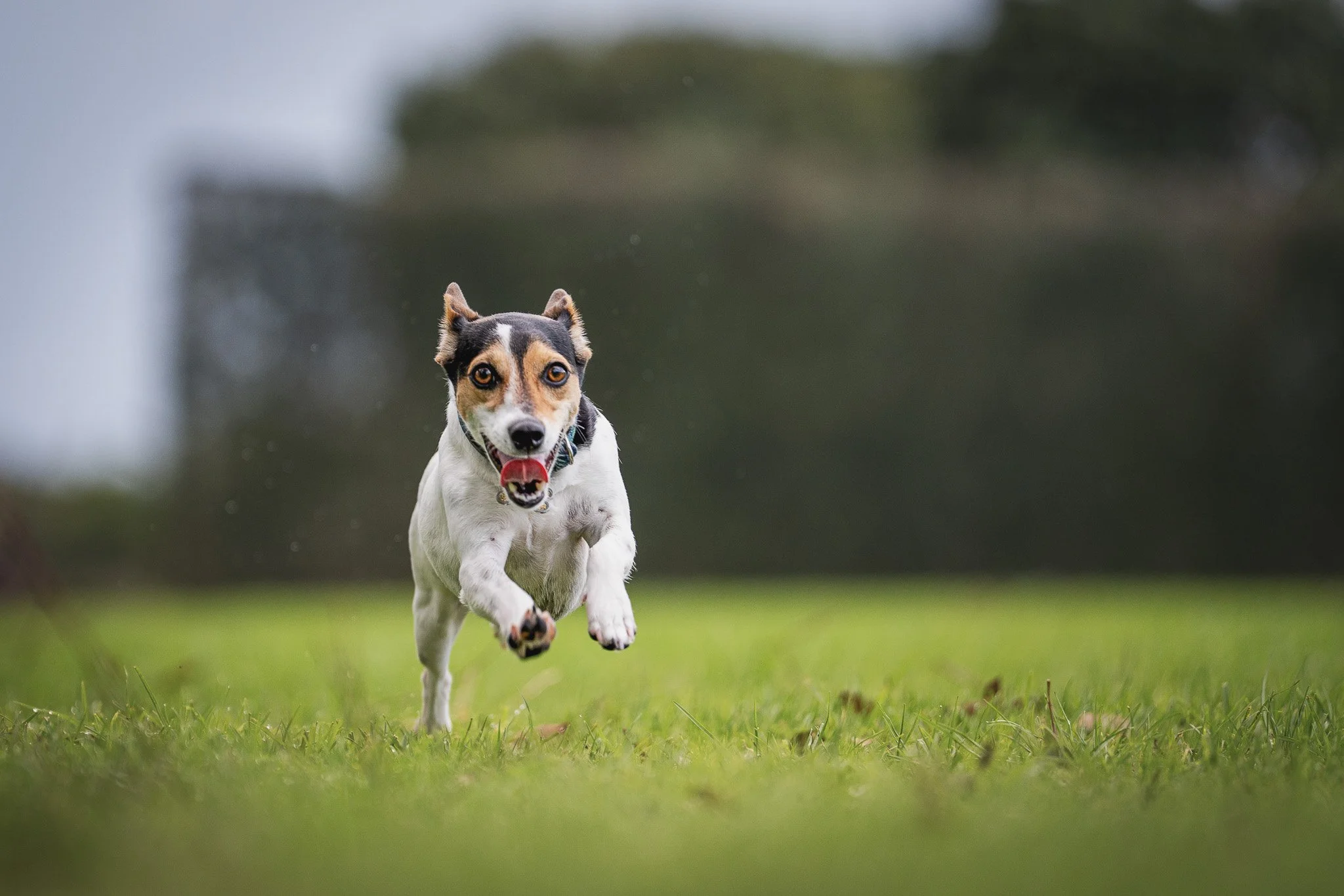 Dog running toward the camera on a grassy field with a blurred background.