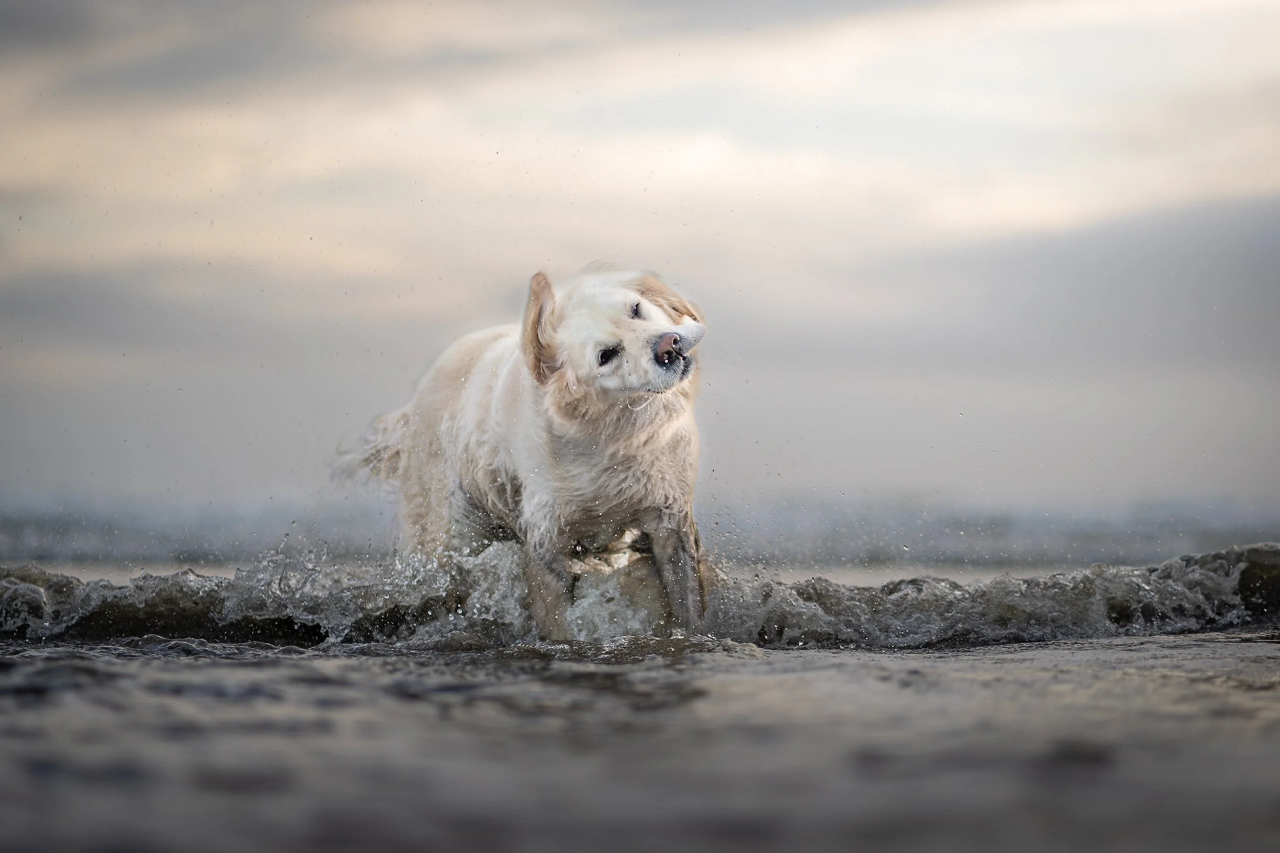 A golden retriever dog playing in shallow water at a beach or lake, with a cloudy sky in the background.