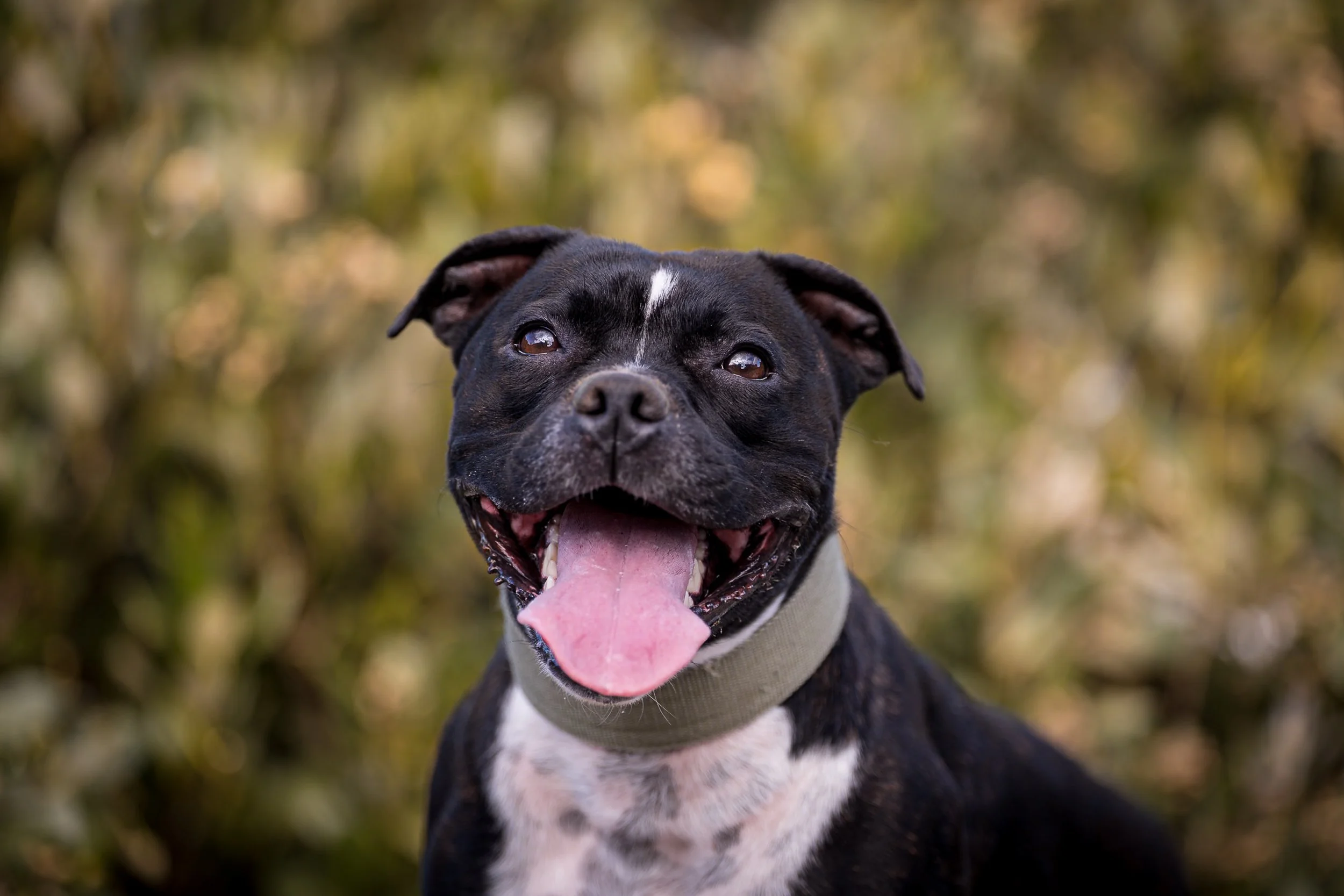 A happy black and white dog with its tongue out, wearing a beige collar, in front of a blurred outdoor background.