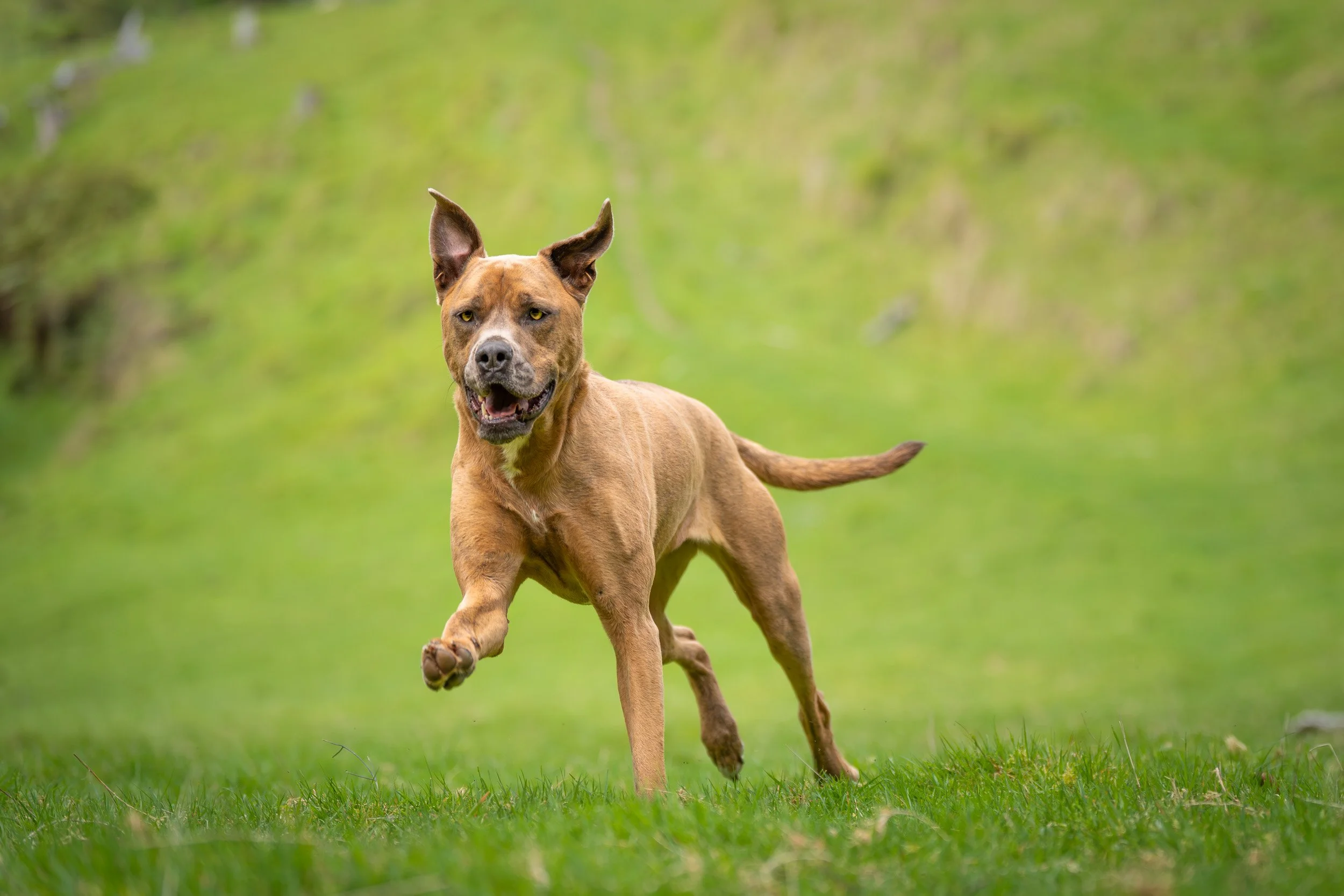 A brown dog running on grass in a park, with a blurred green background.