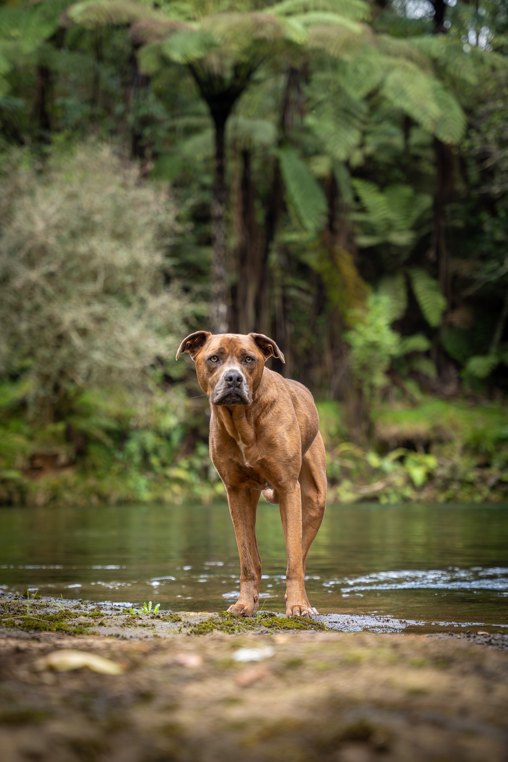 A brown dog standing in a shallow river with a lush green forest in the background.