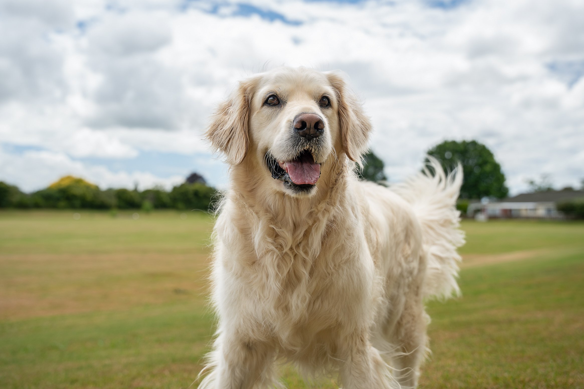 Golden retriever dog standing on grass field with trees and houses in background under cloudy sky.