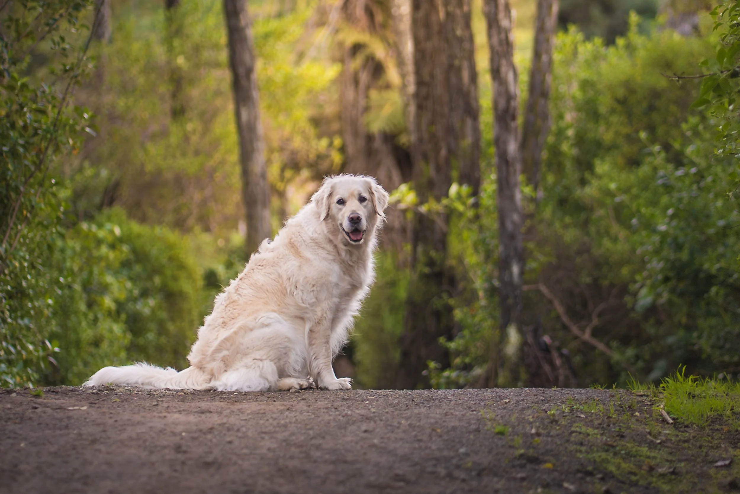 A golden retriever dog sitting on a dirt trail in a forest with green foliage and tall trees.