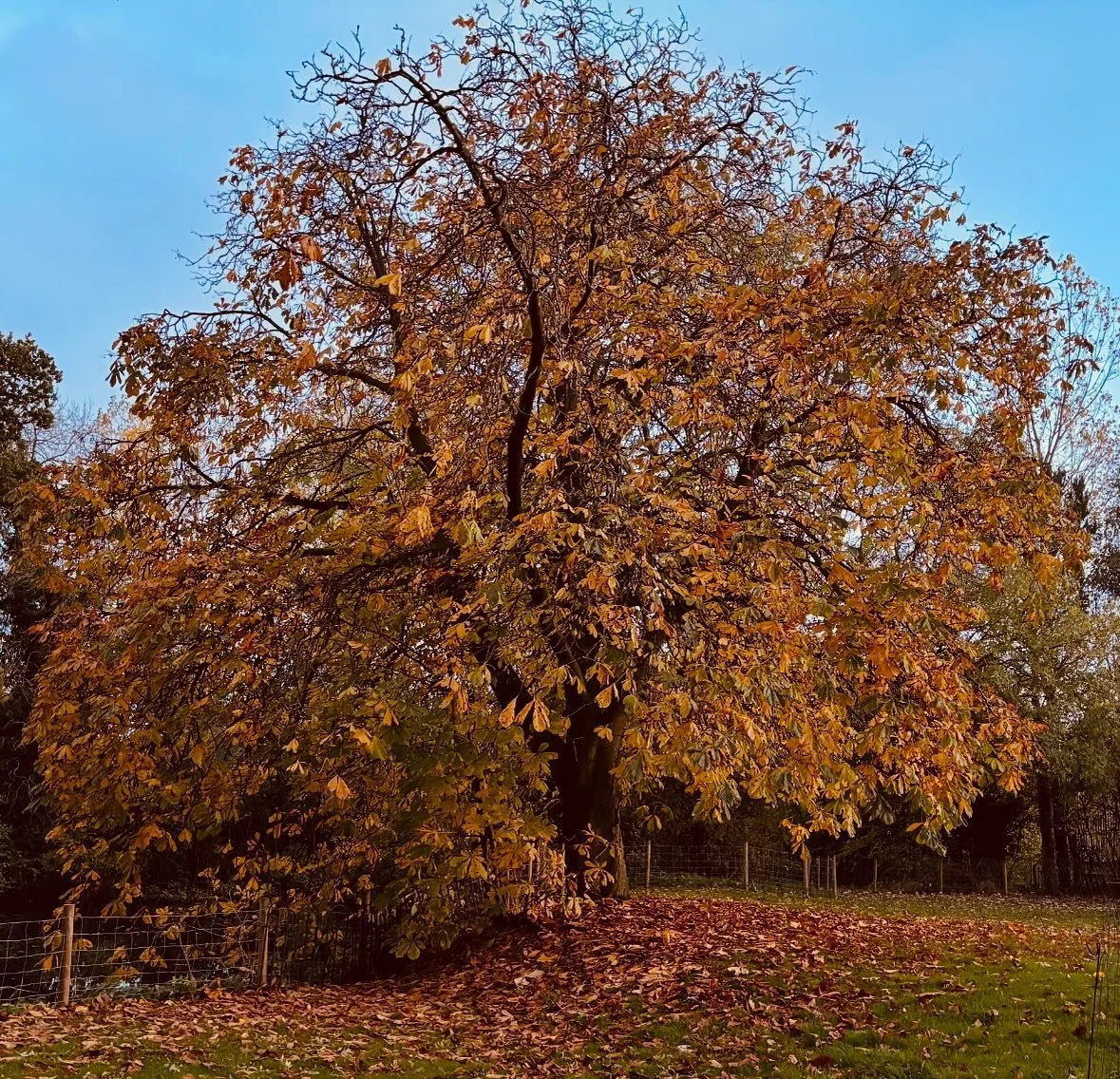 🍁 Autumn Grounding 🍁
There’s something about autumn that calls us home — back to our roots, our bodies, our breath.
As the leaves turn and fall, nature reminds us of the beauty in letting go. The slowing down. The soft pause between wha