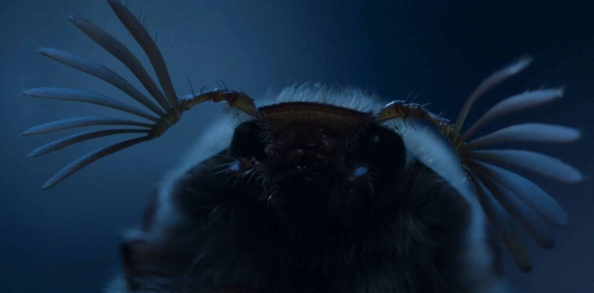 a real bugs life 01.jpg