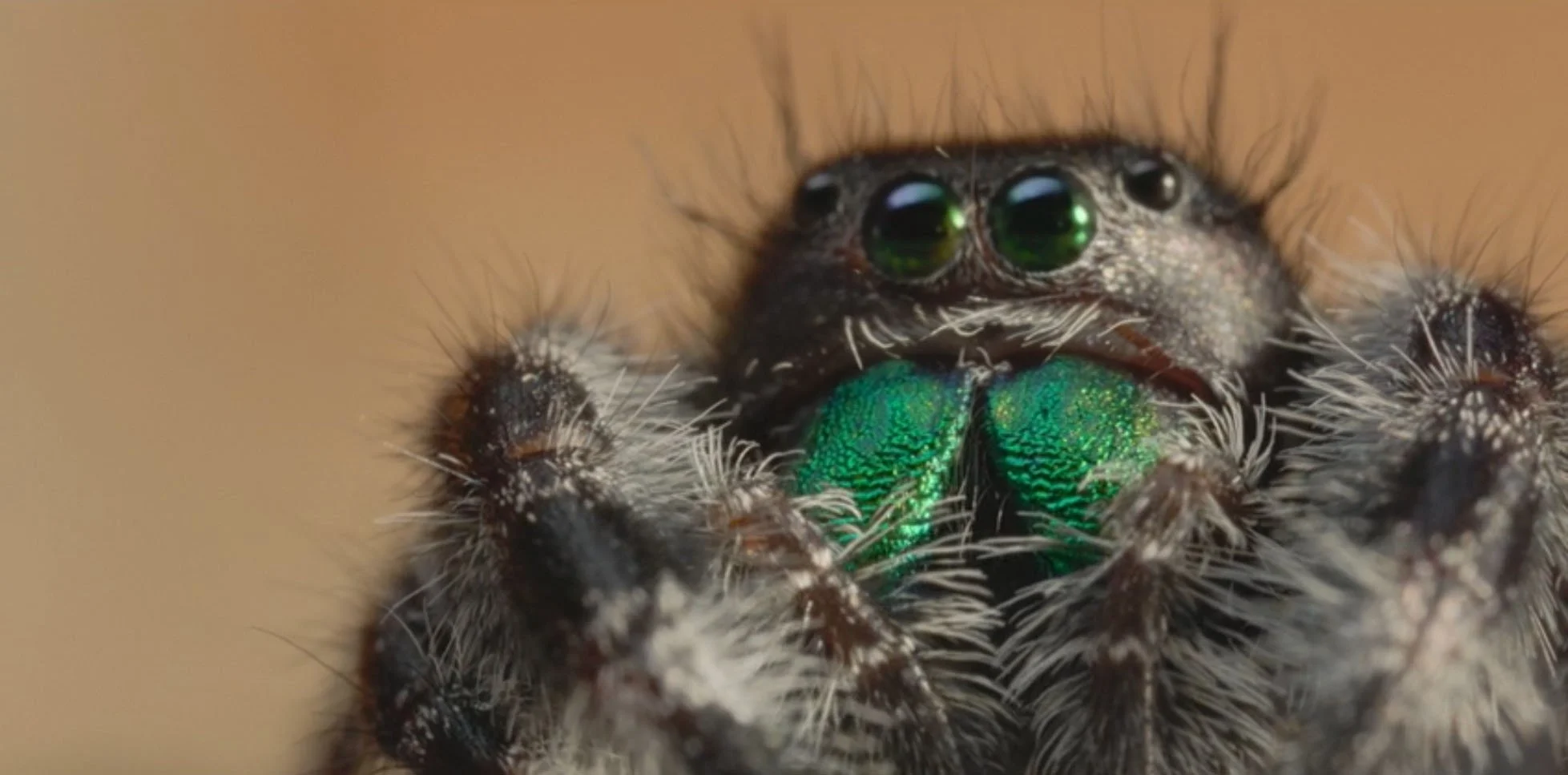 a real bugs life 03.jpg