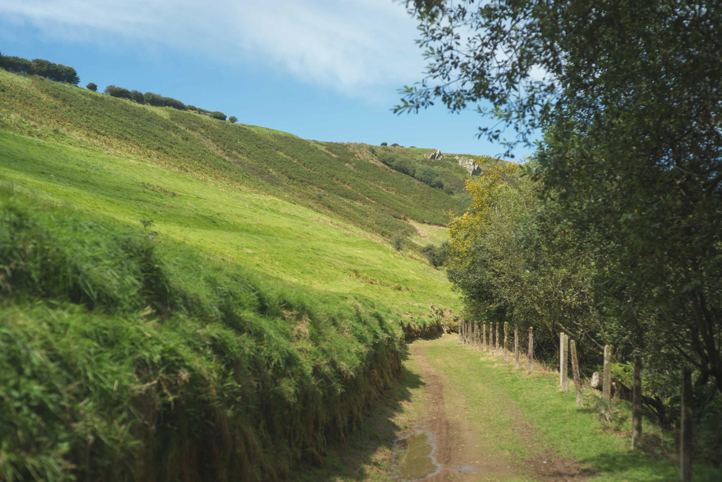 A lush path at Challacombe Sporting Club, part of the Loyton shoot portfolio.