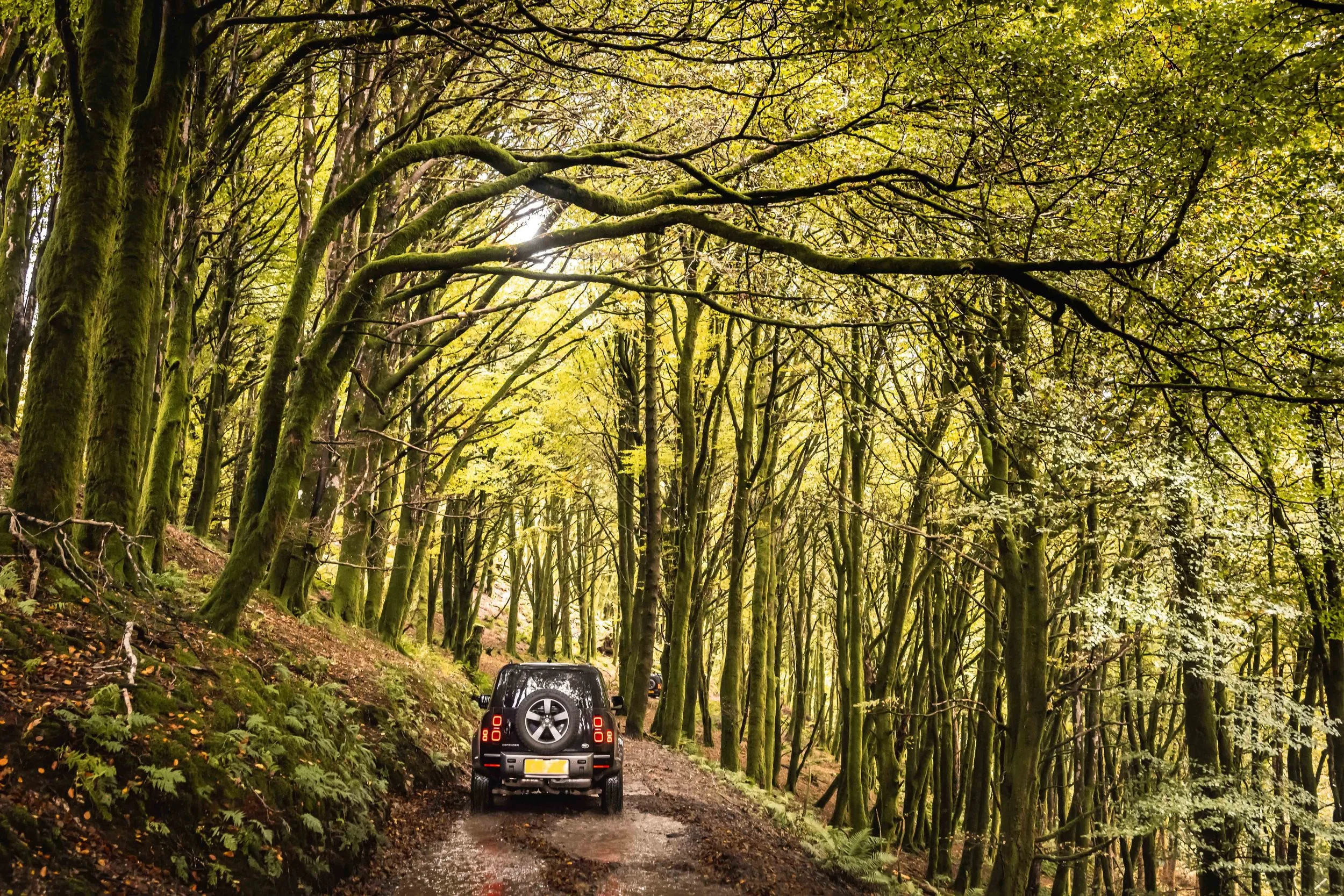 A Loyton Land Rover driving through a dense wood.