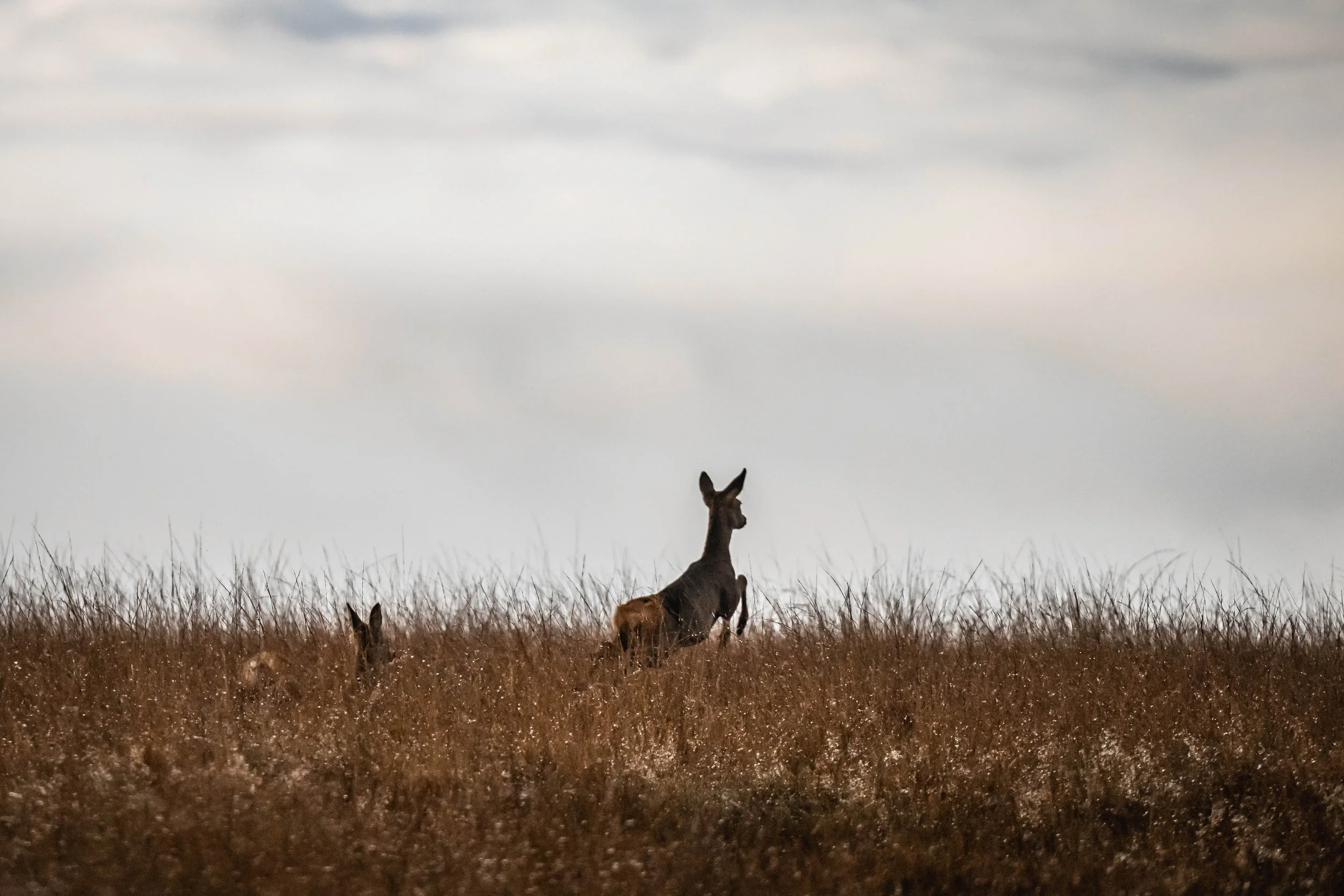 A wild deer leaping through a field on the Loyton shooting estate.