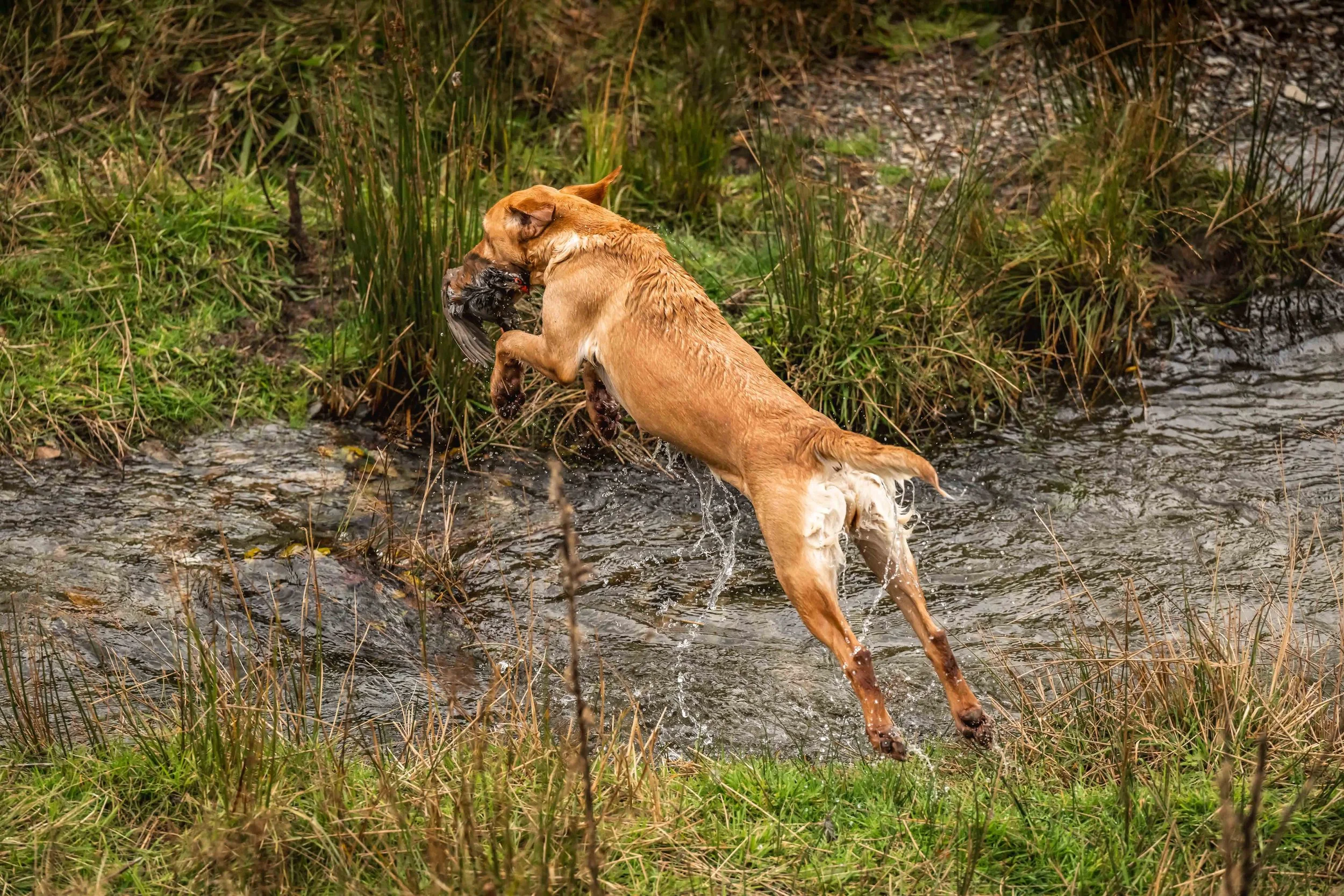 A yellow labrador gundog leaps over a stream with a partridge in its mouth.