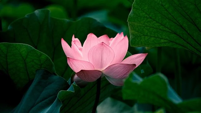 expérience de marche lente et attentive dans un environnement apaisant
