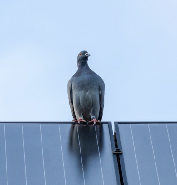 A pigeon perched on the edge of a structure with solar panels against a clear blue sky.